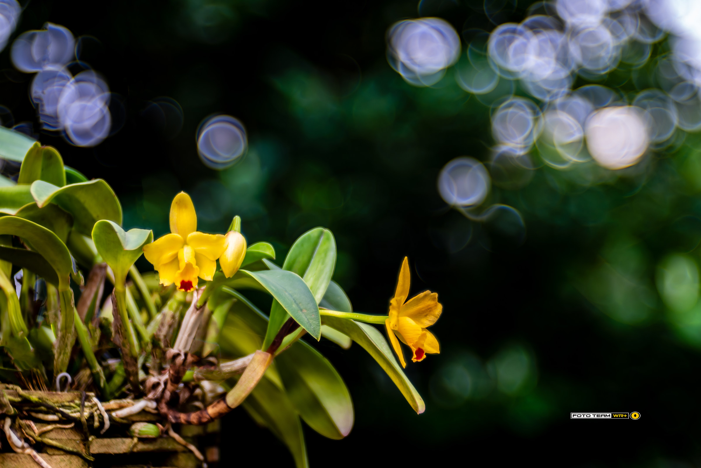 The world of orchids seen with the Trioplan