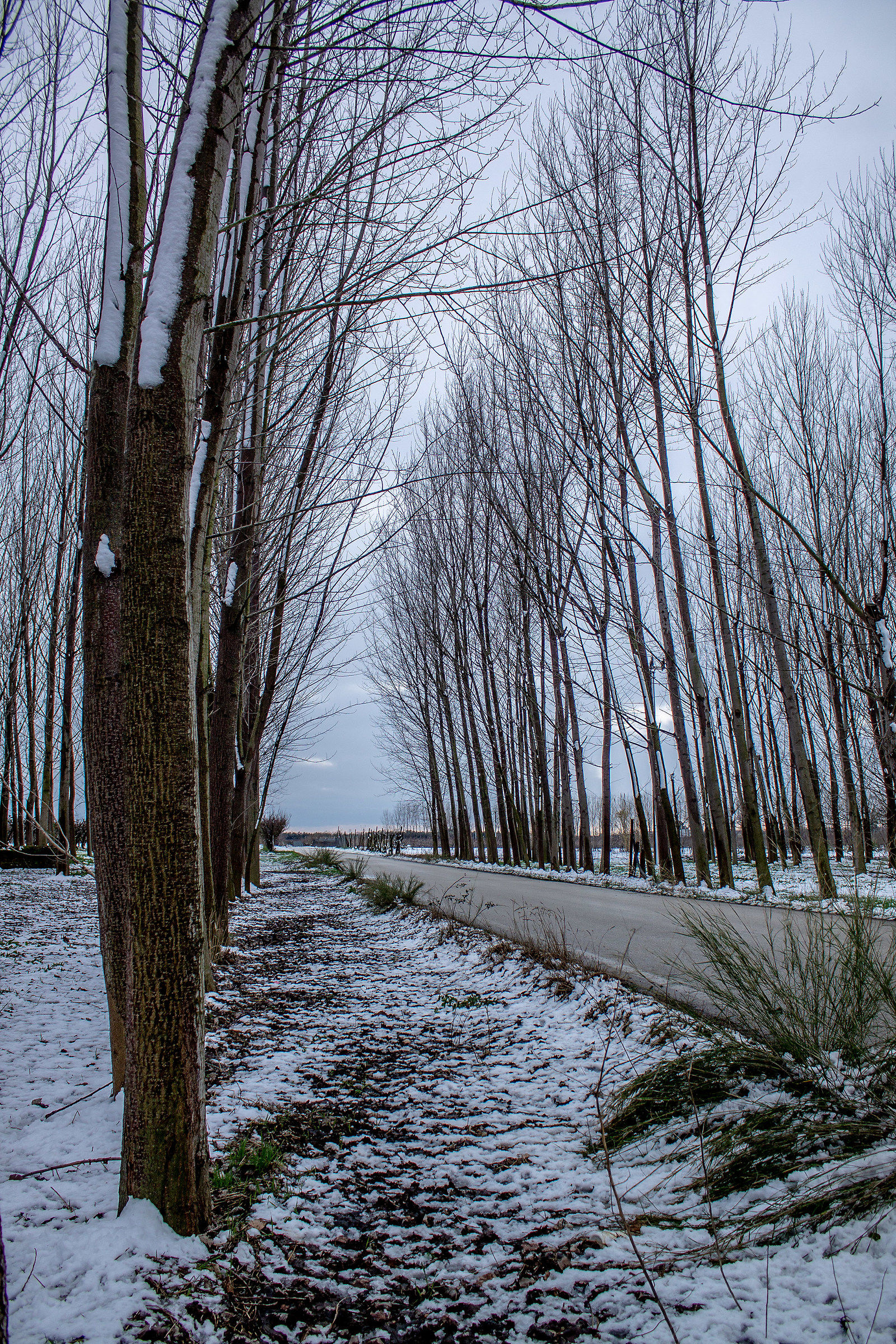 Neve tra filari di pioppo