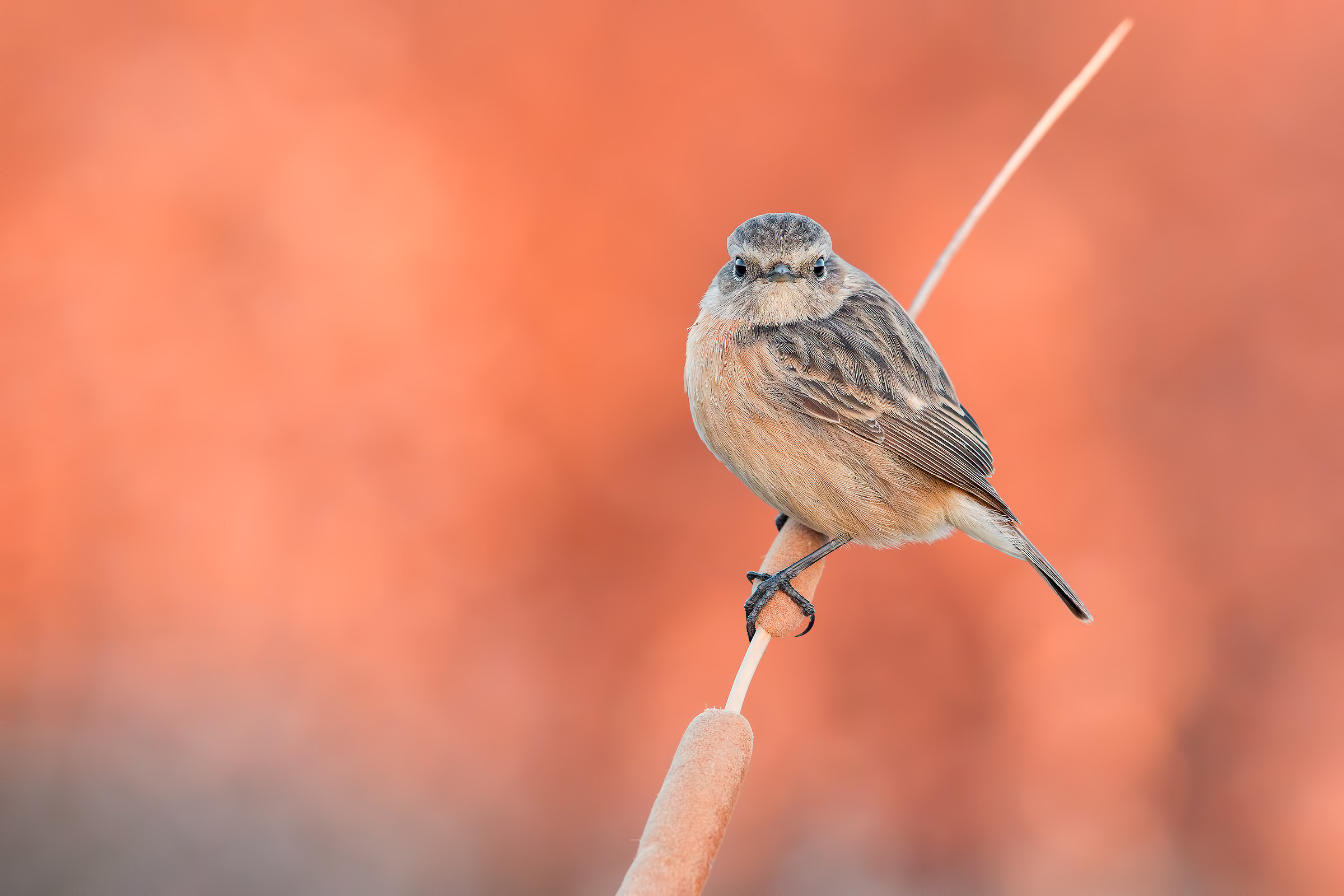 In Your eyes (Saltimpalo F.)