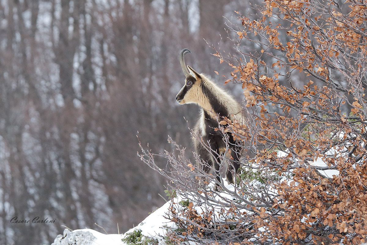 Apennine Chamois