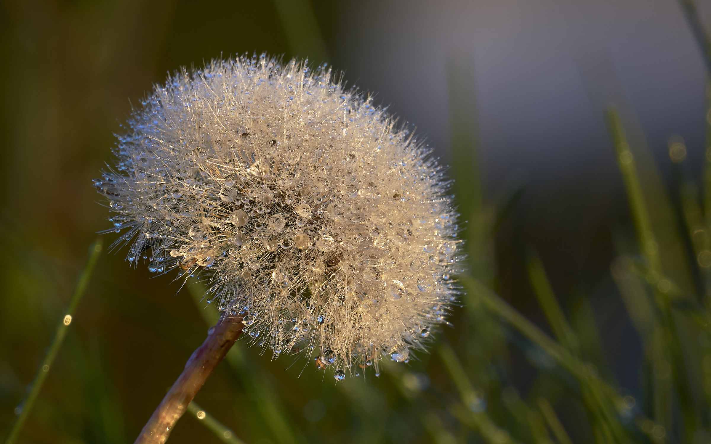 Drops on the shower head