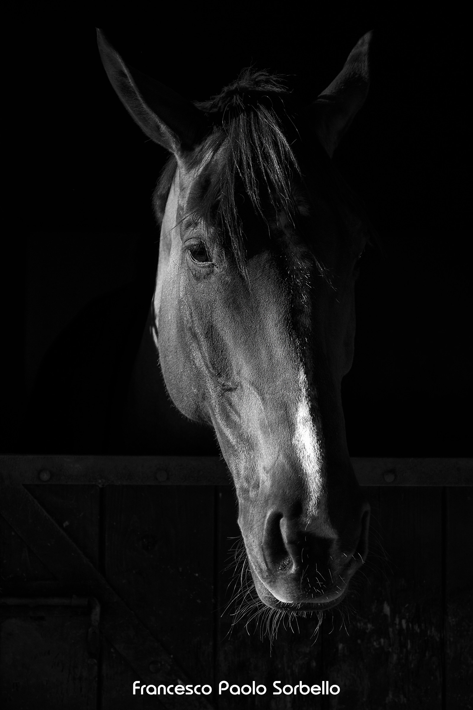 horse portrait B&W