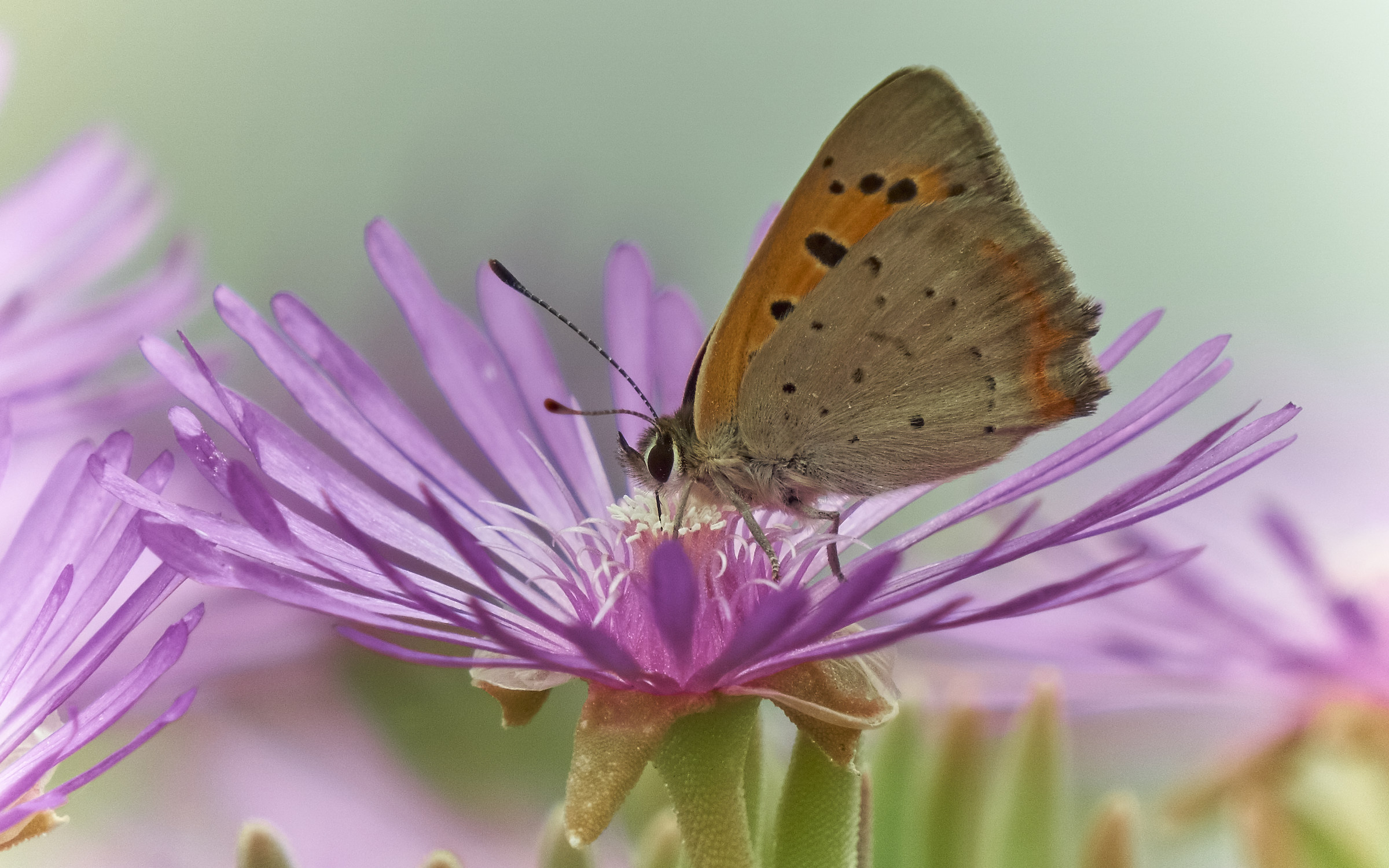 Bronze Argo on Portulaca
