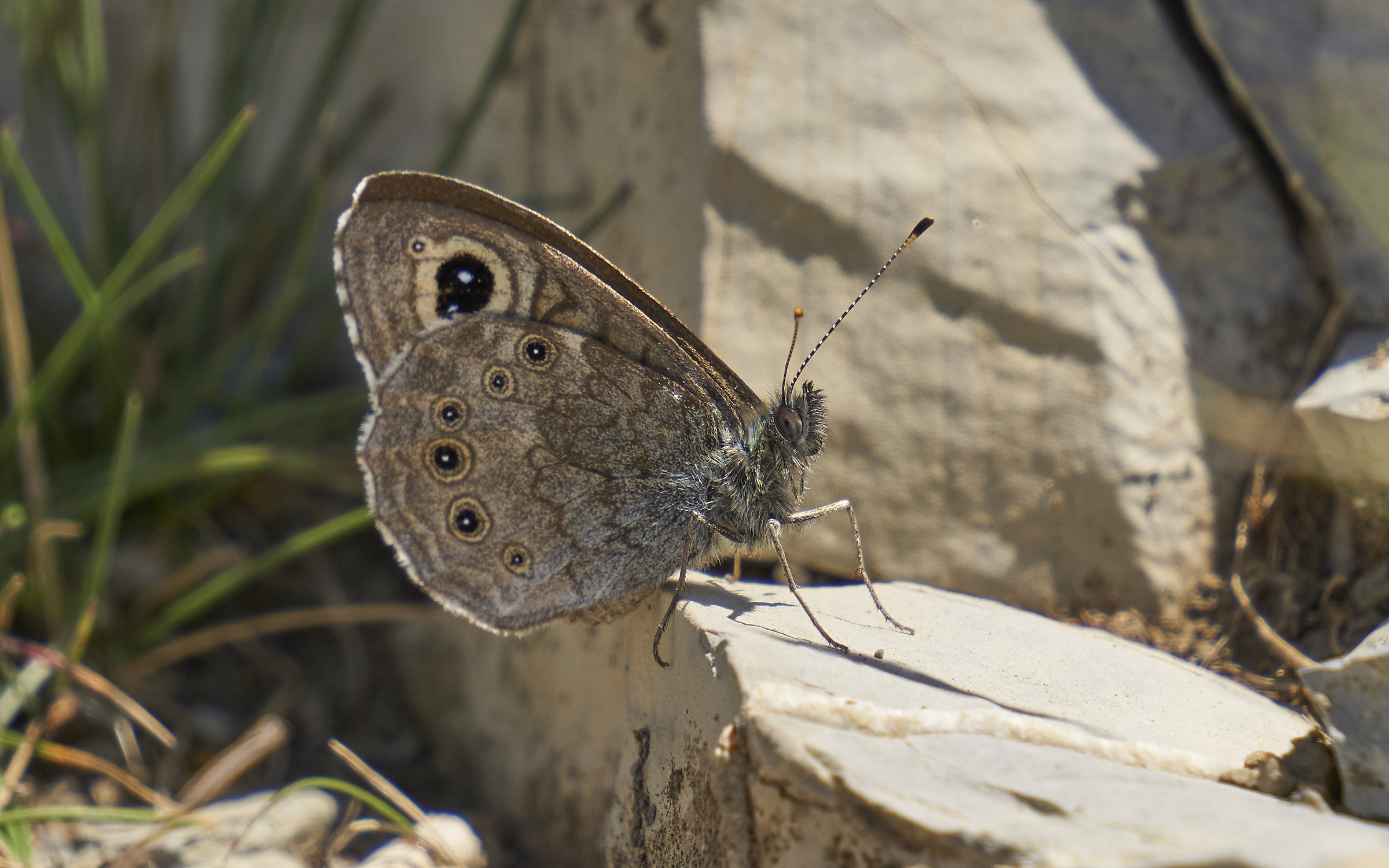 Lasiommata Maera on the Antola