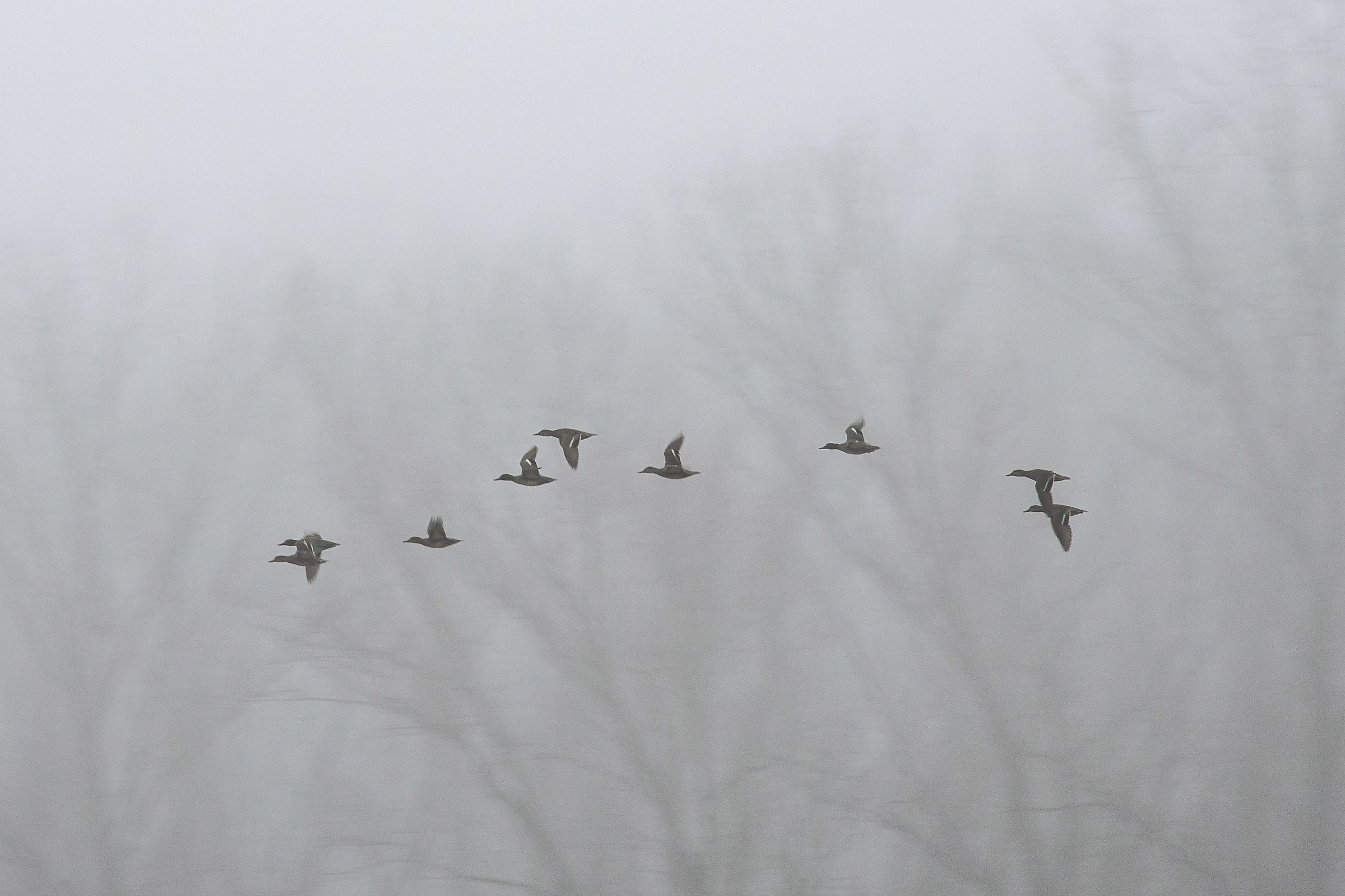 Group of Mallards in flight
