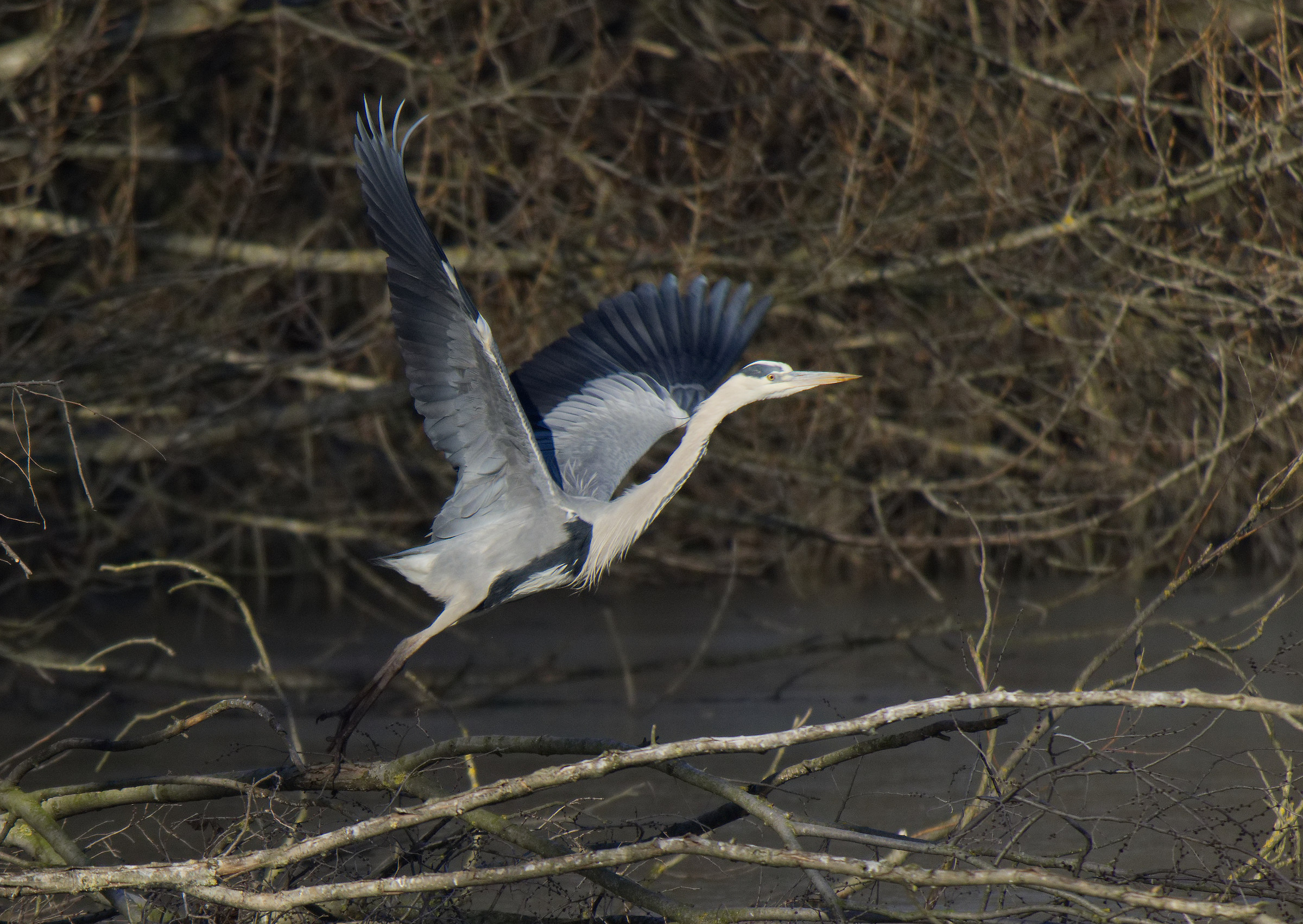 The Ashpan takes flight