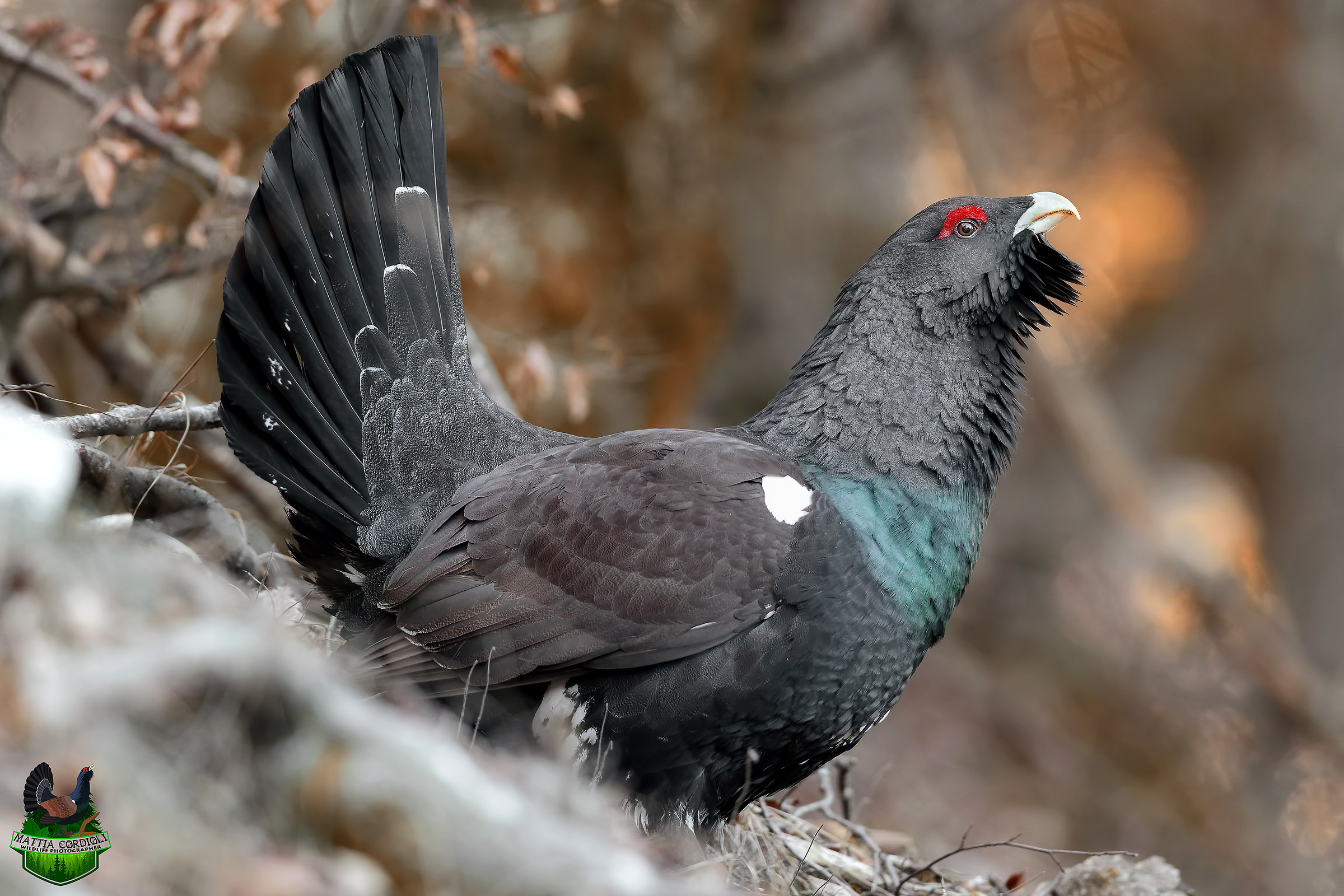 In the shadow of the Wood