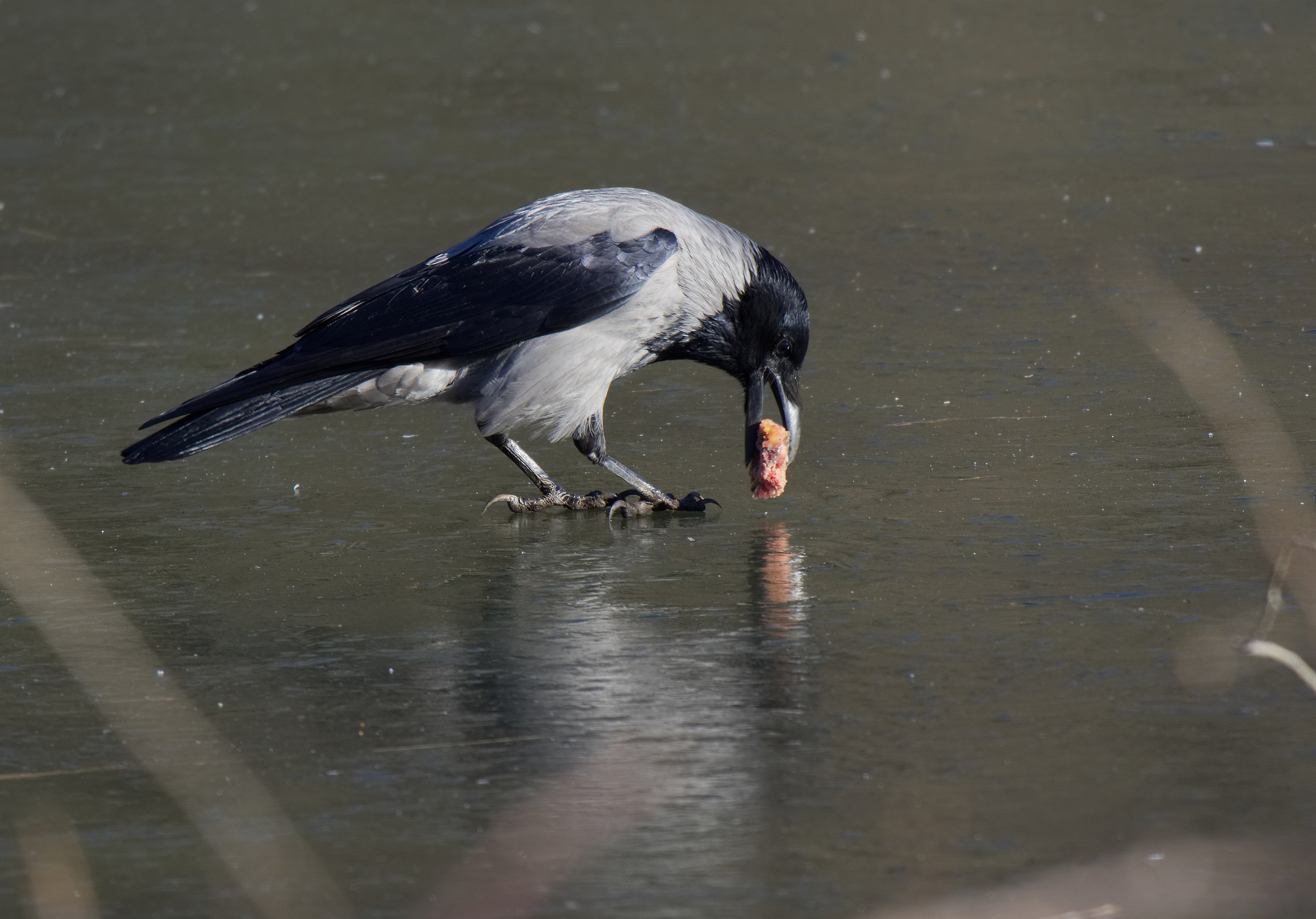 La cornacchia sul ghiaccio