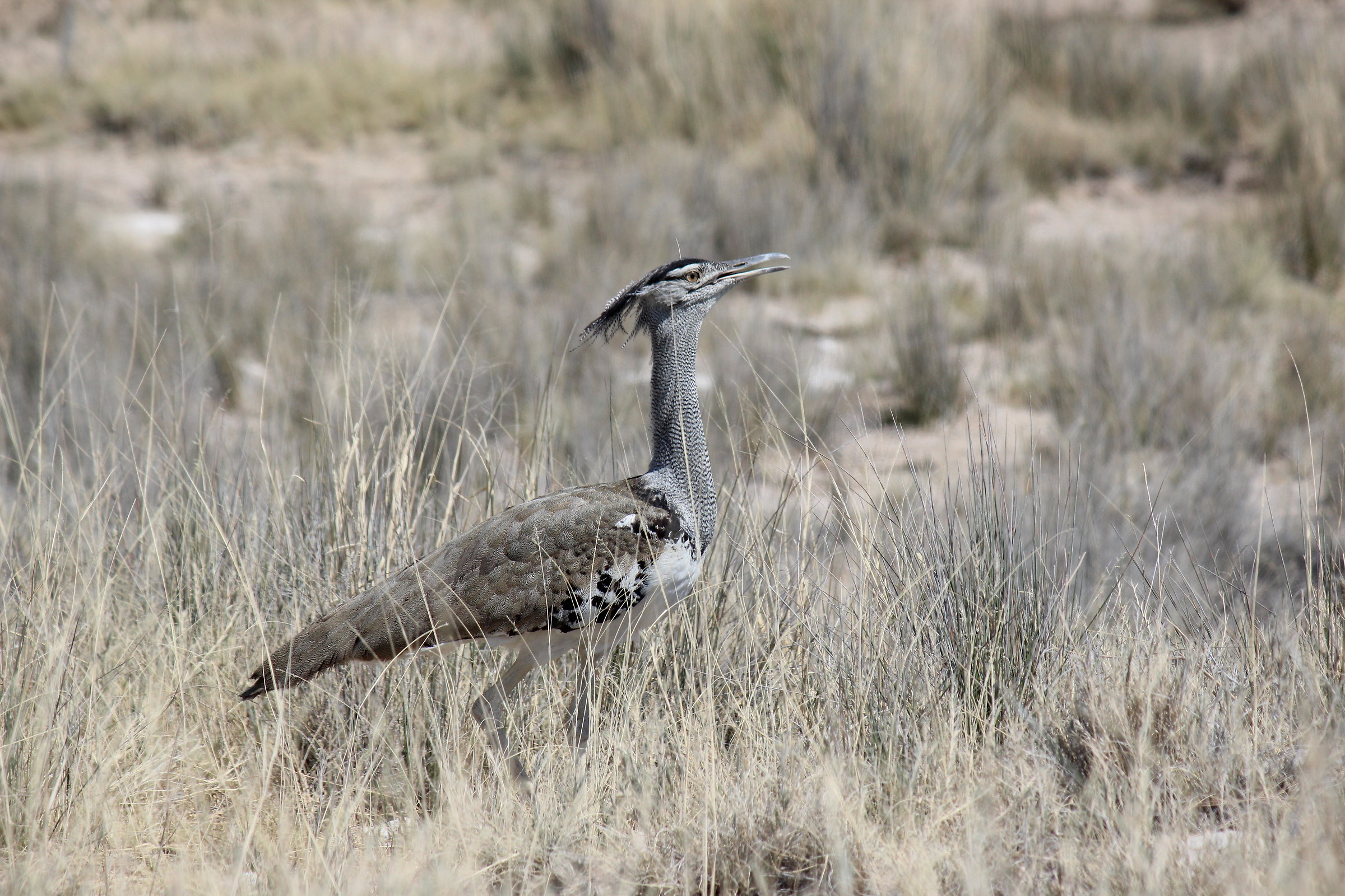 kori Bustard