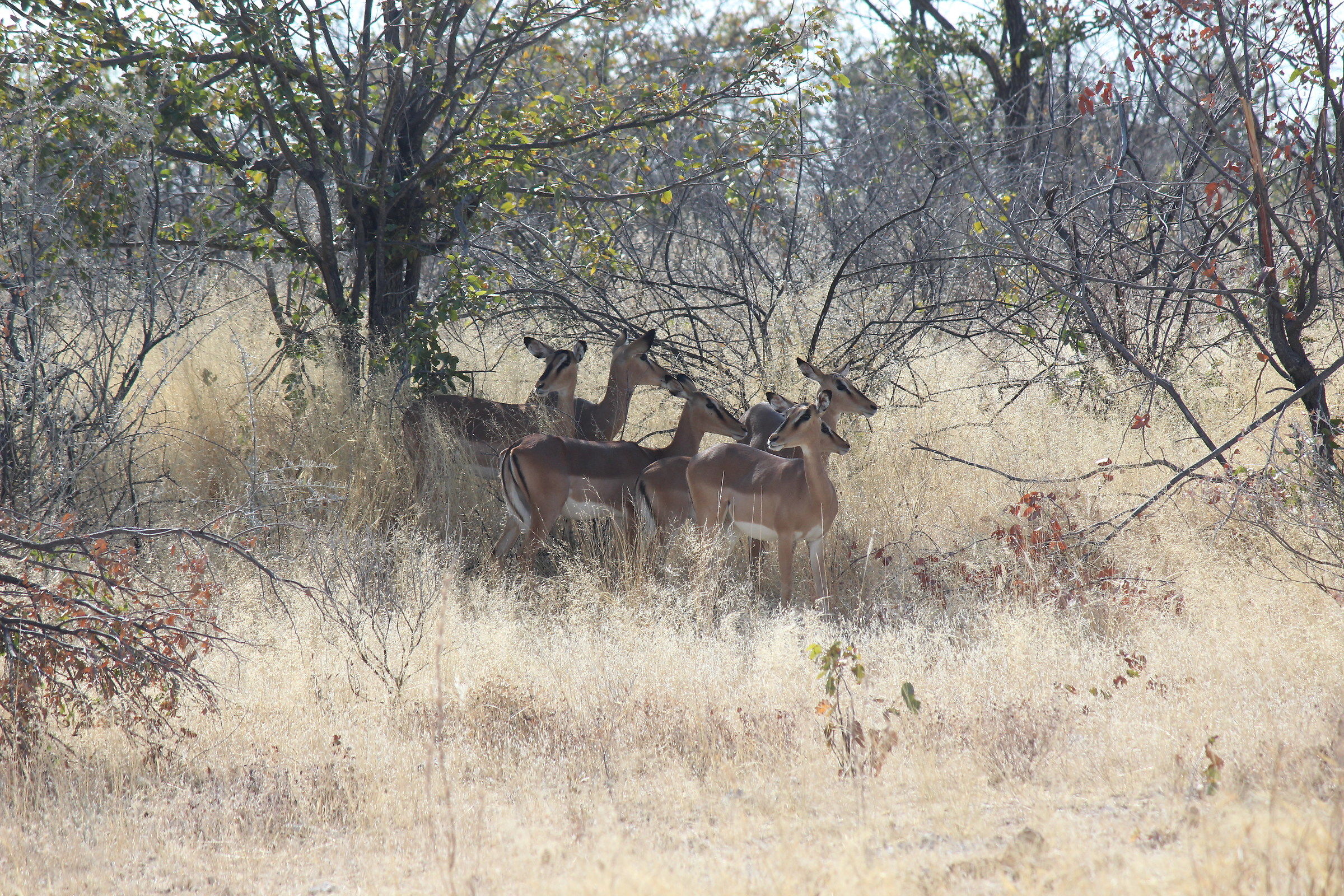 all'ombra -black faced impala