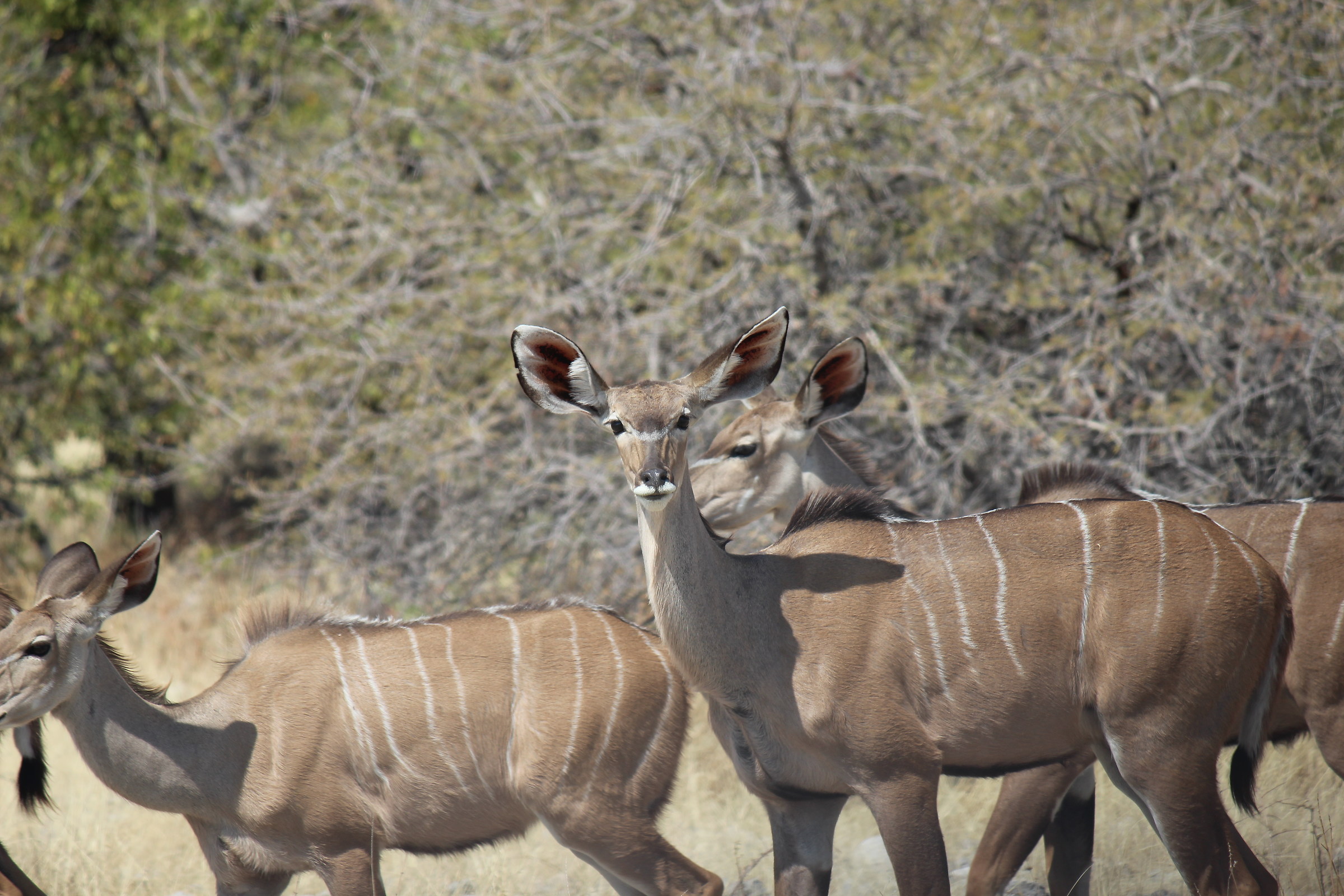 kudu