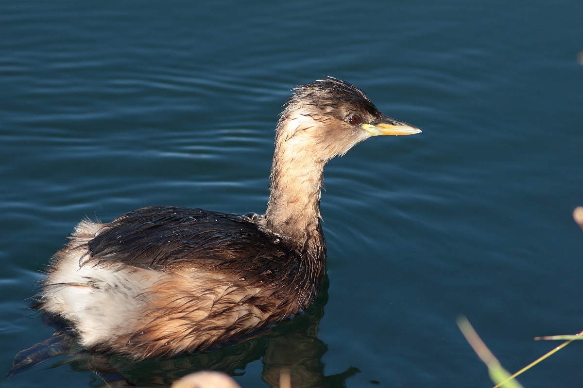 Little Grebe