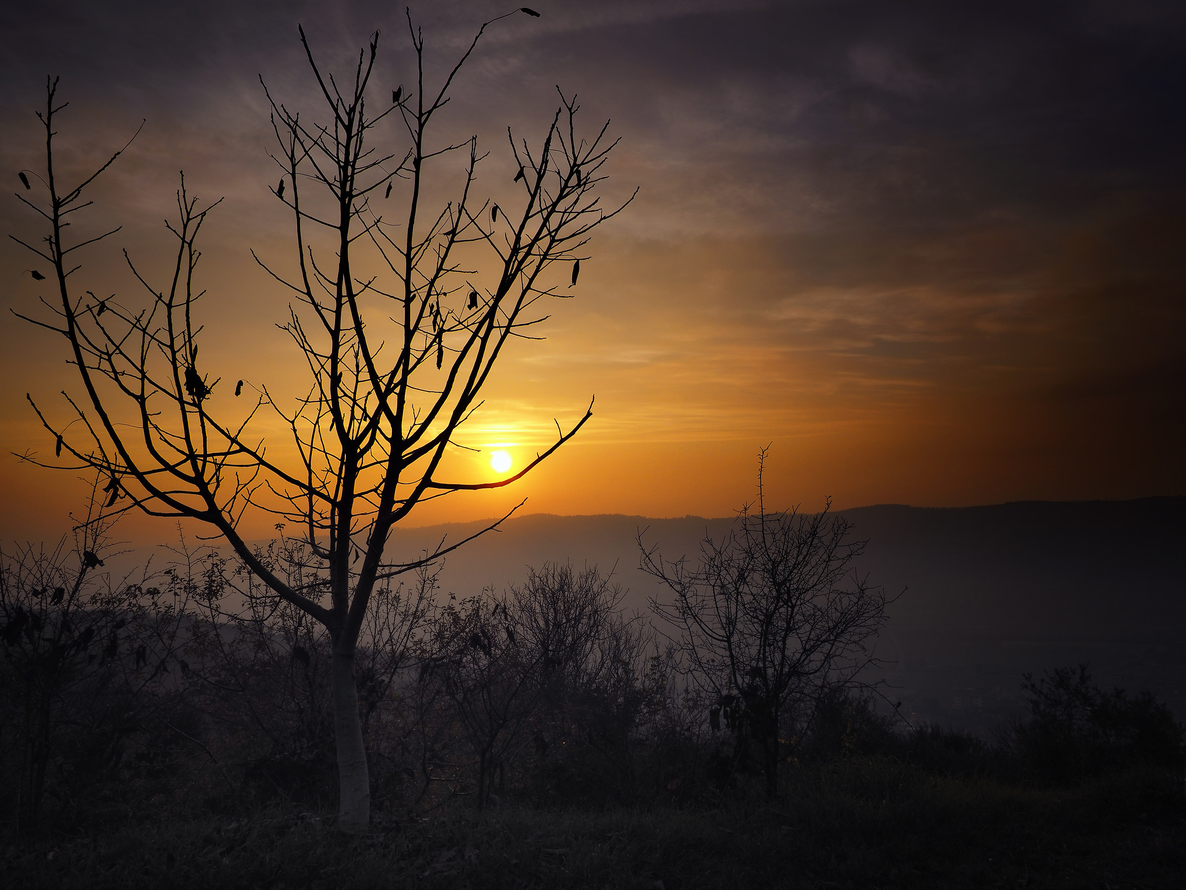 Winter Tree and sunset