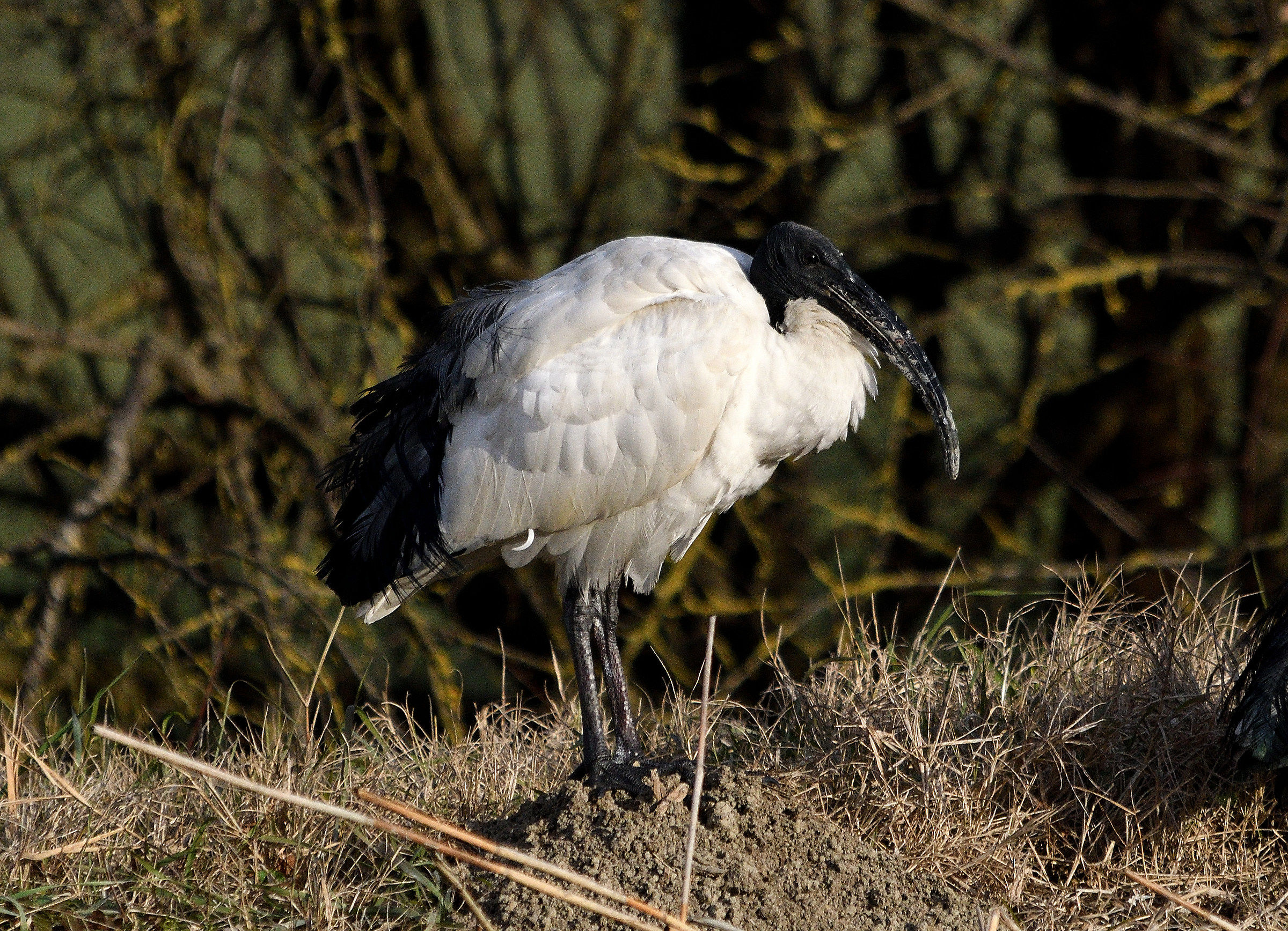 ibis