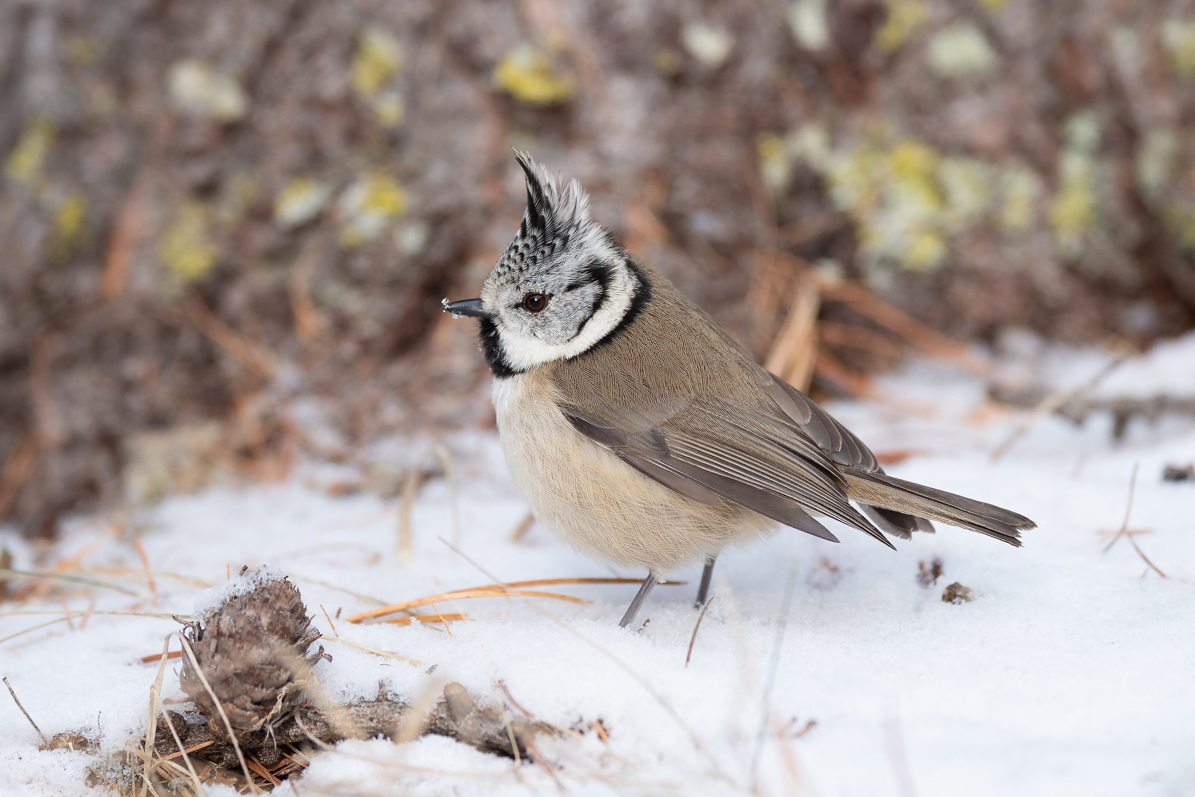 840 mm D4s light crop real pixel