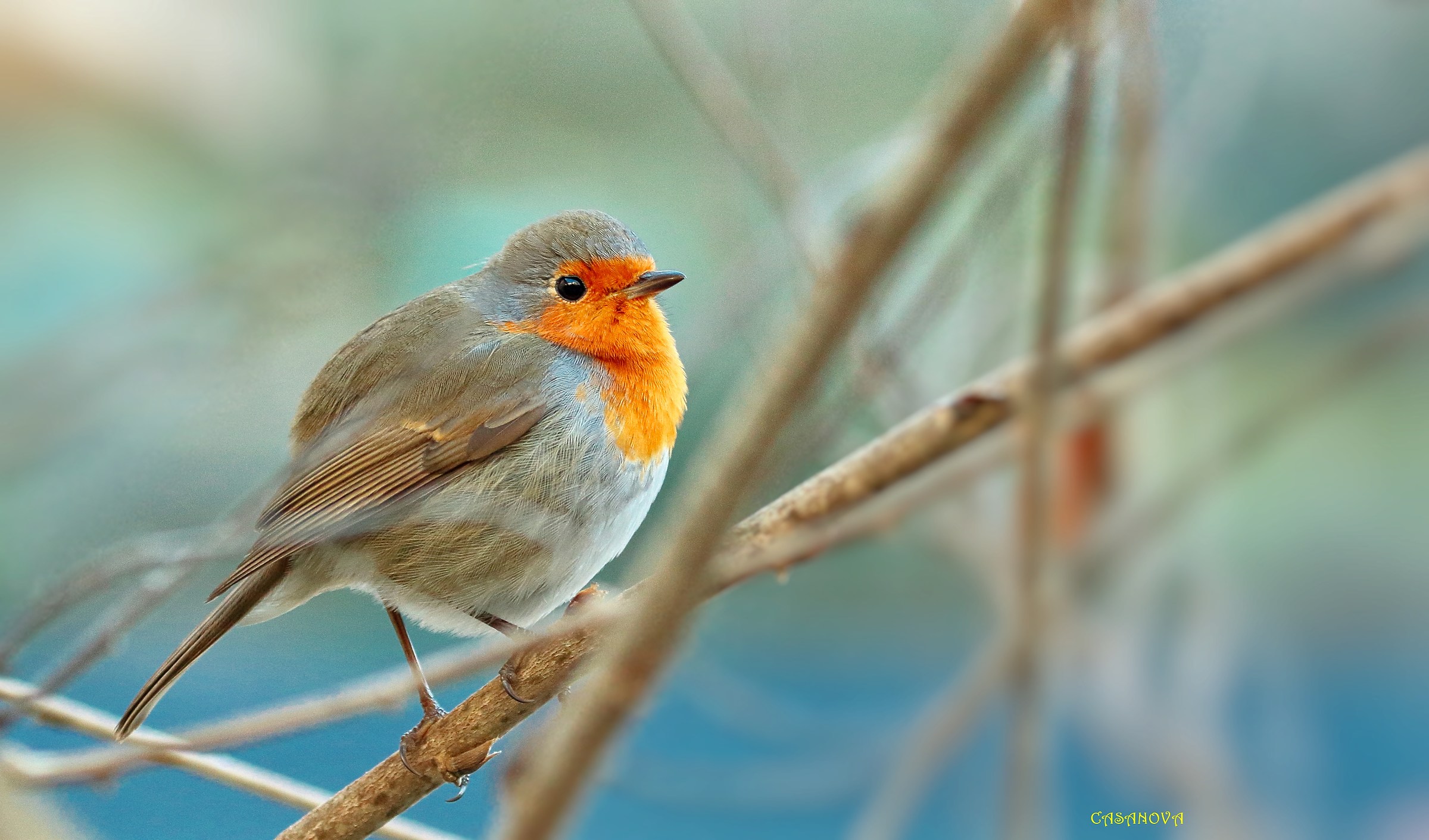 Pettirosso sul mio balcone