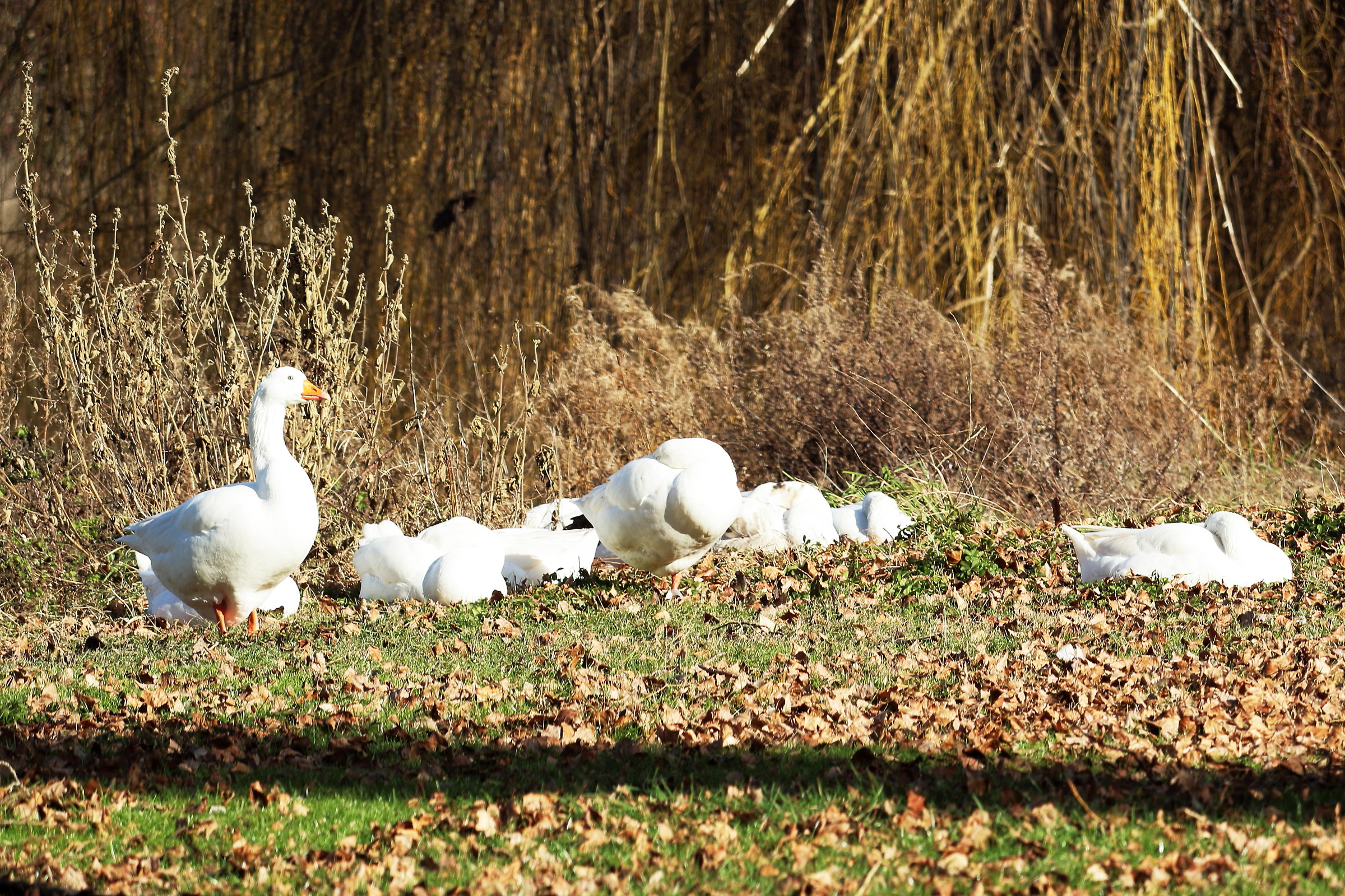 il capo non dorme mai
