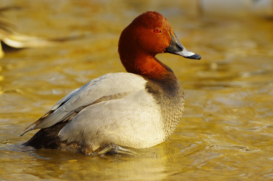 Moriglione (Aythya ferina)