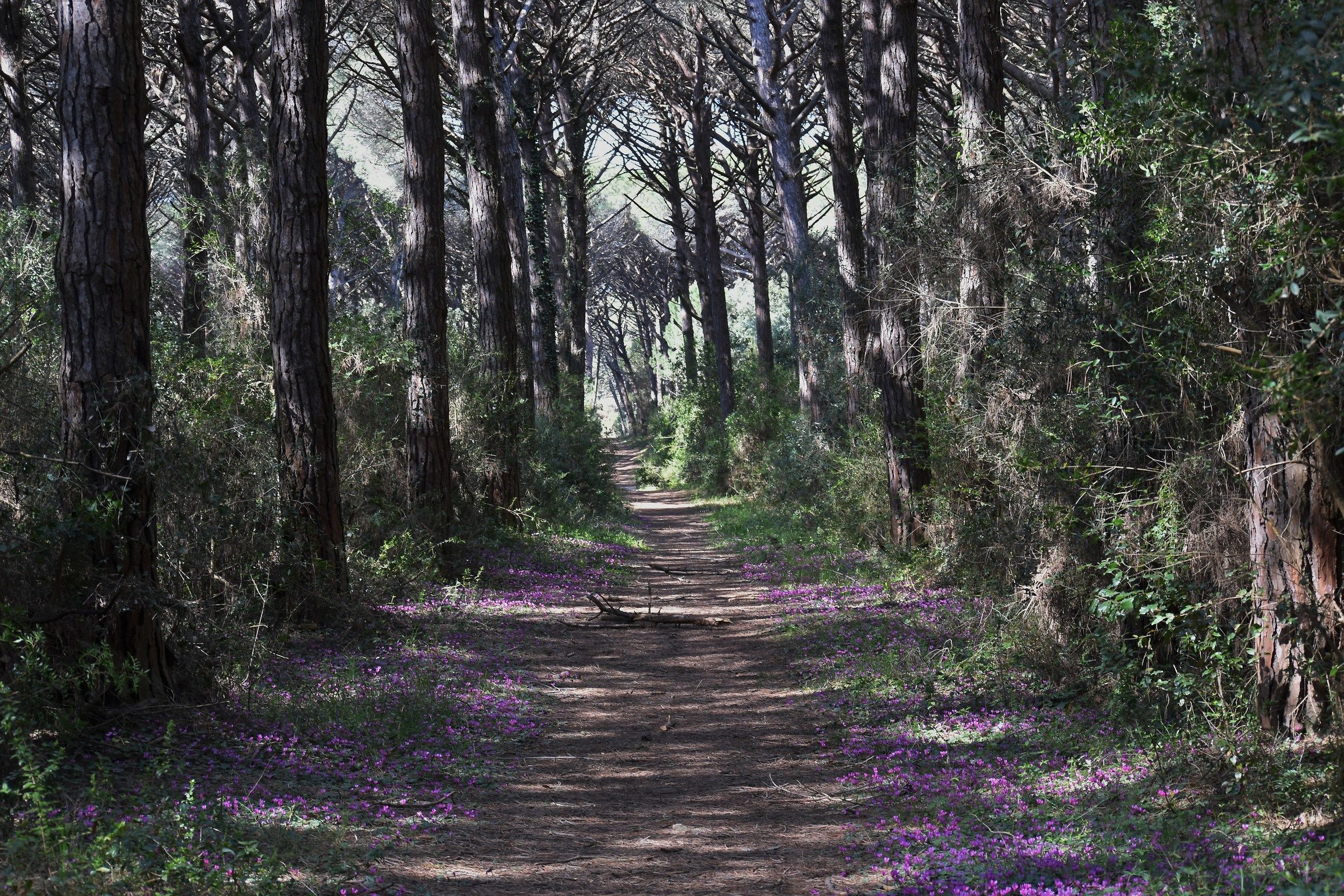 Pineta Marina di Bibbona