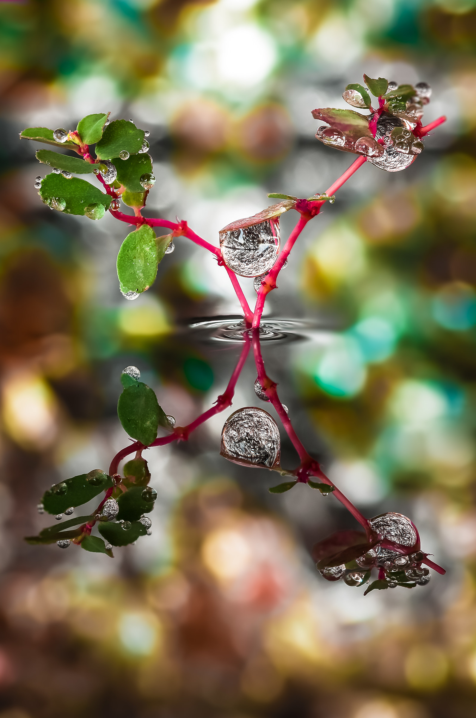 Drops Flowers Gocce Fiori Riflessi Mario jr Nicorelli