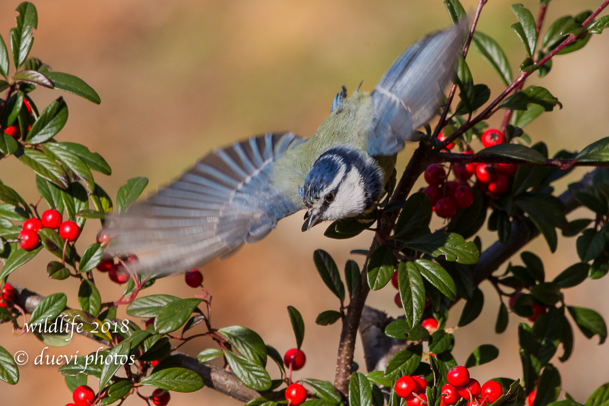 Cinciarella - Cyanistes caeruleus