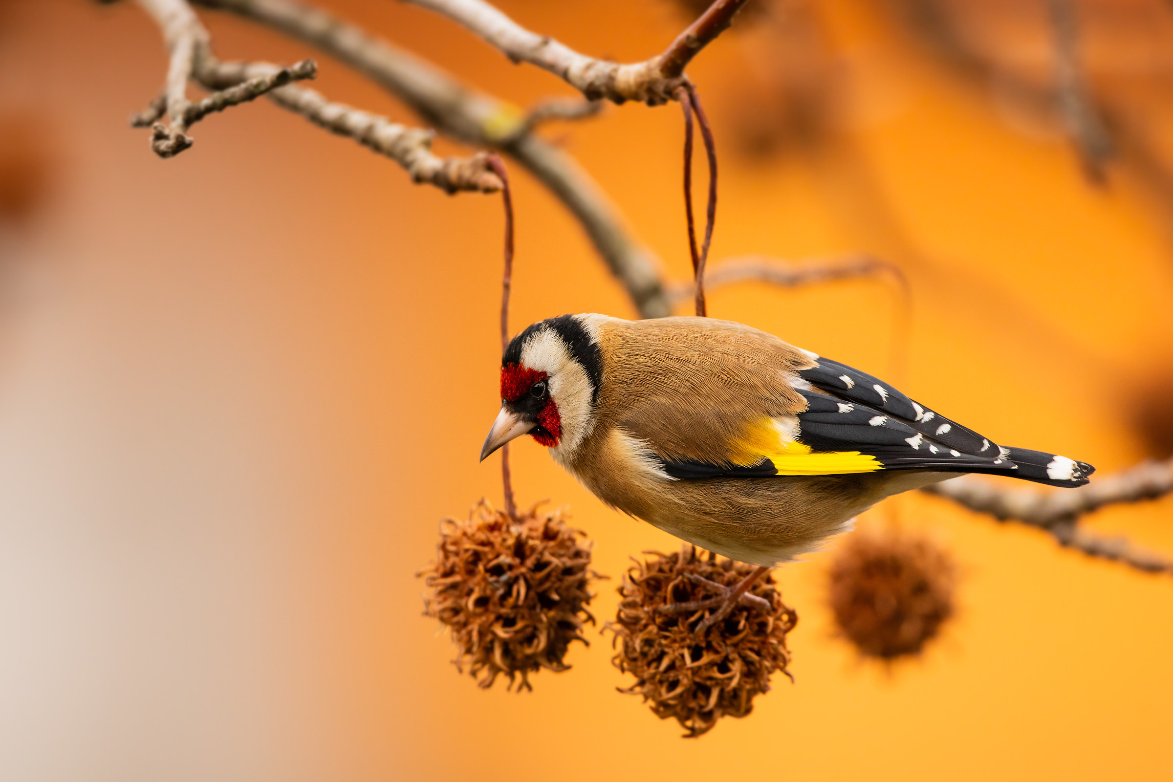 Carduelis carduelis