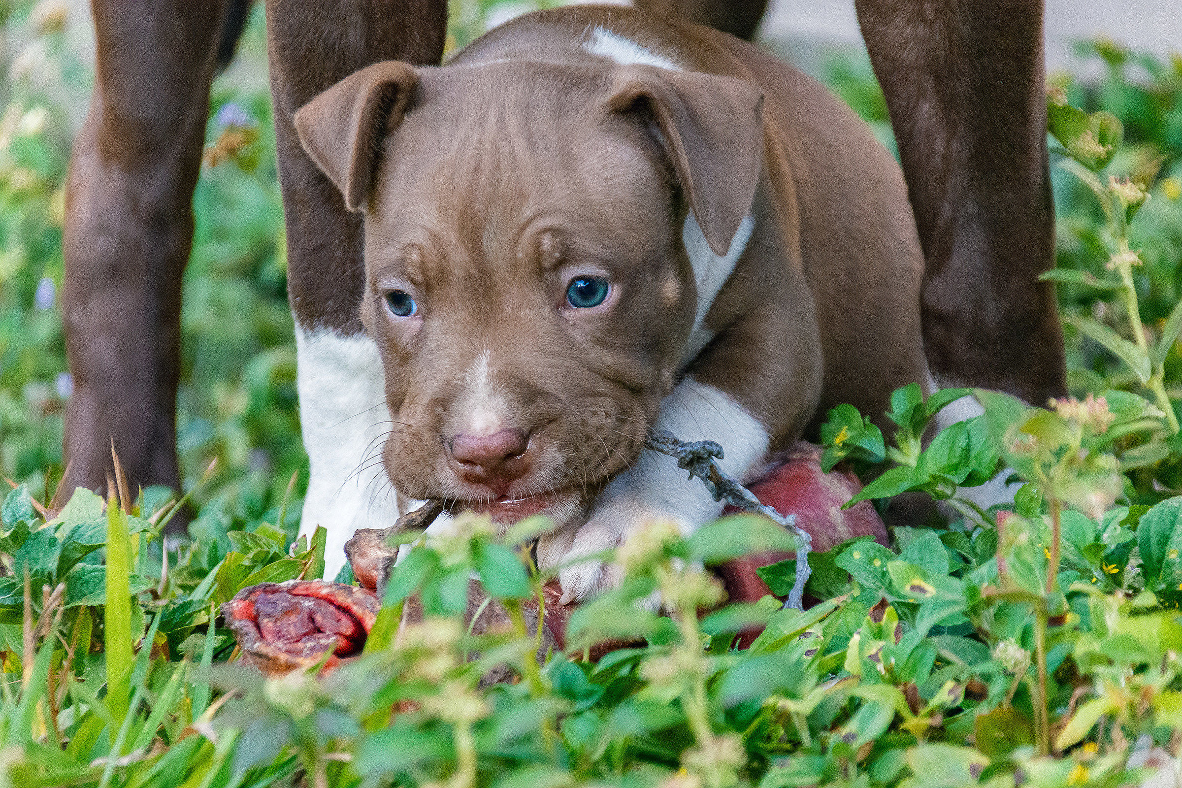 Gli occhi azzurri di Argo