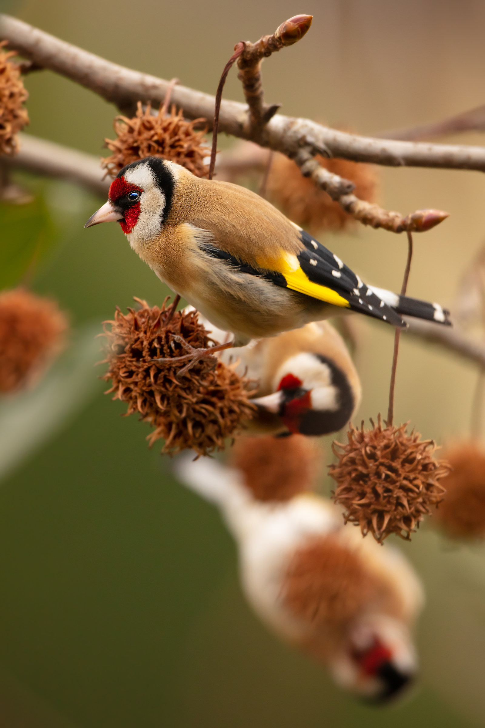 Carduelis carduelis