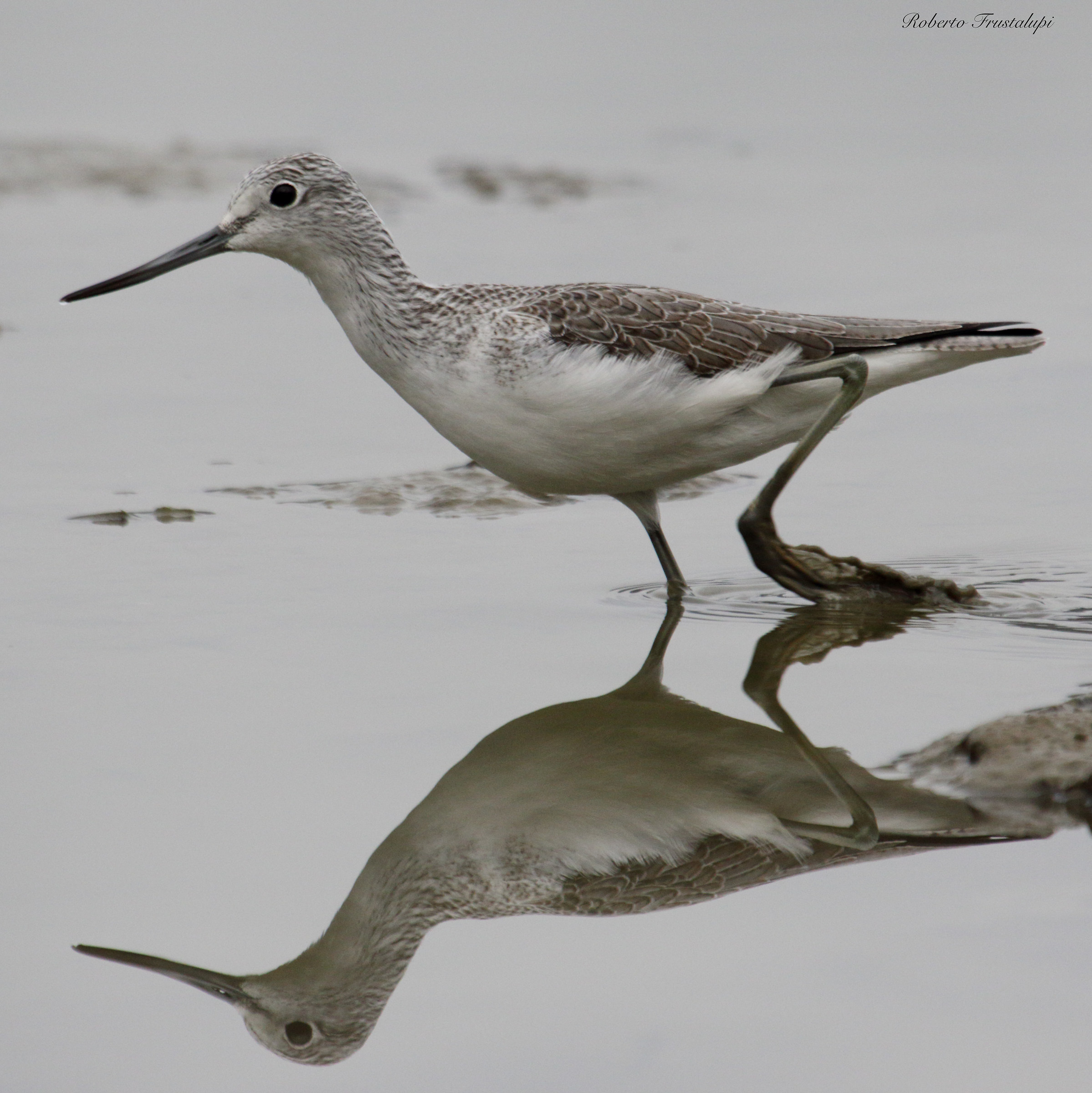Greenshank
