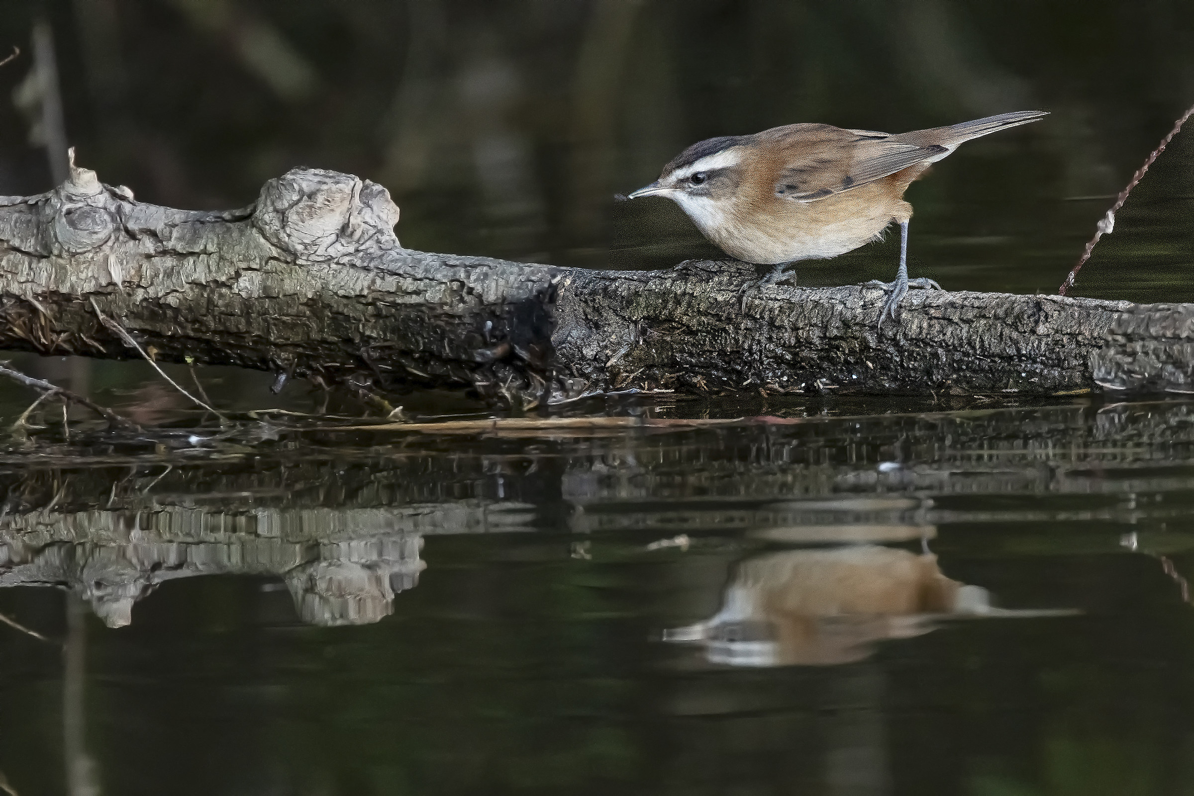 The frantic hunting of the Castagnolo Forapaglie