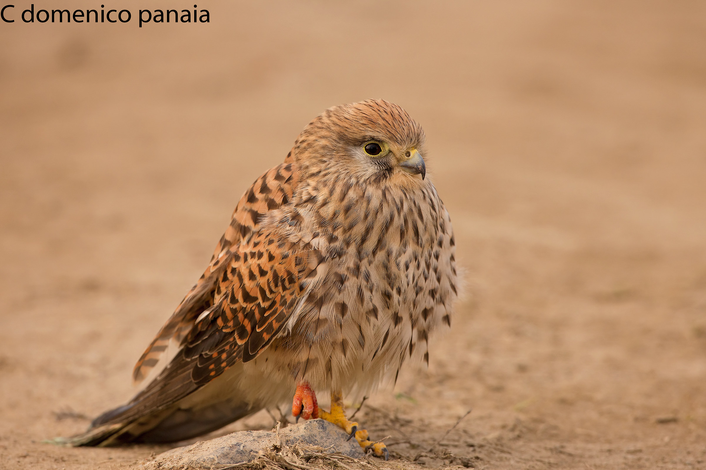 Wounded Kestrel