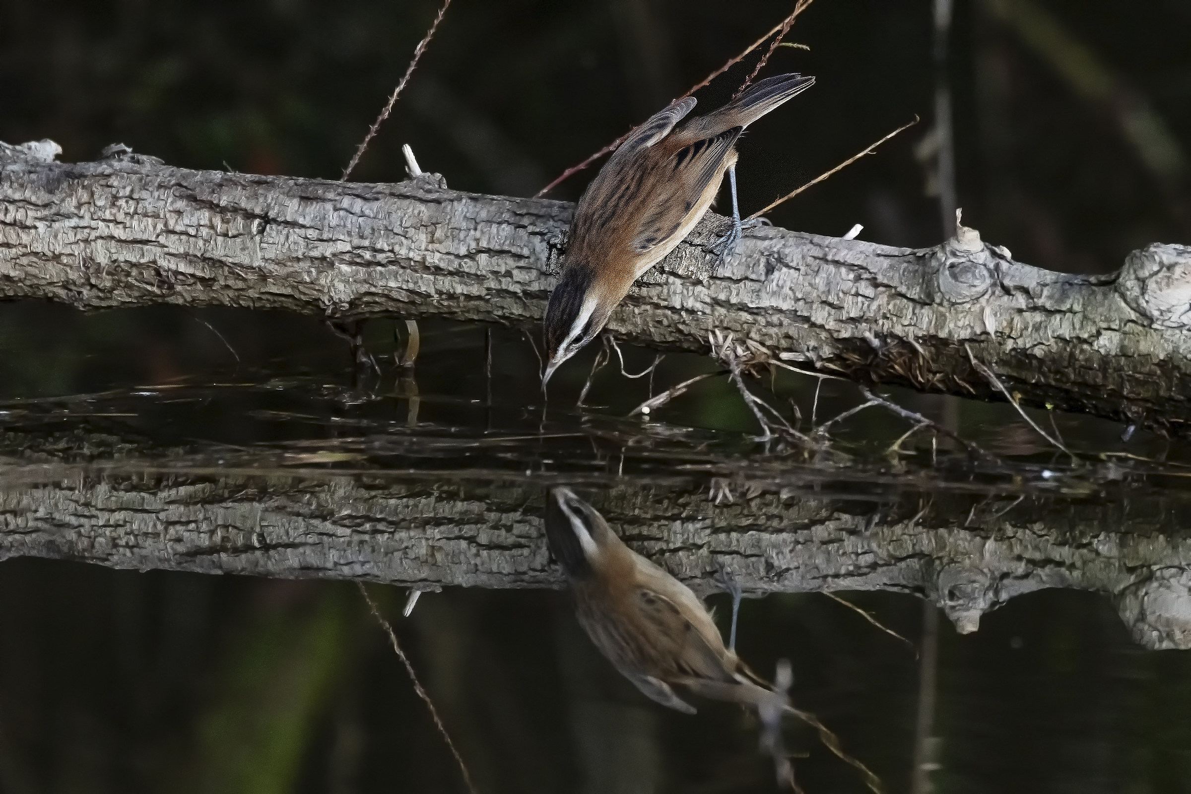 Maybe I take it.....