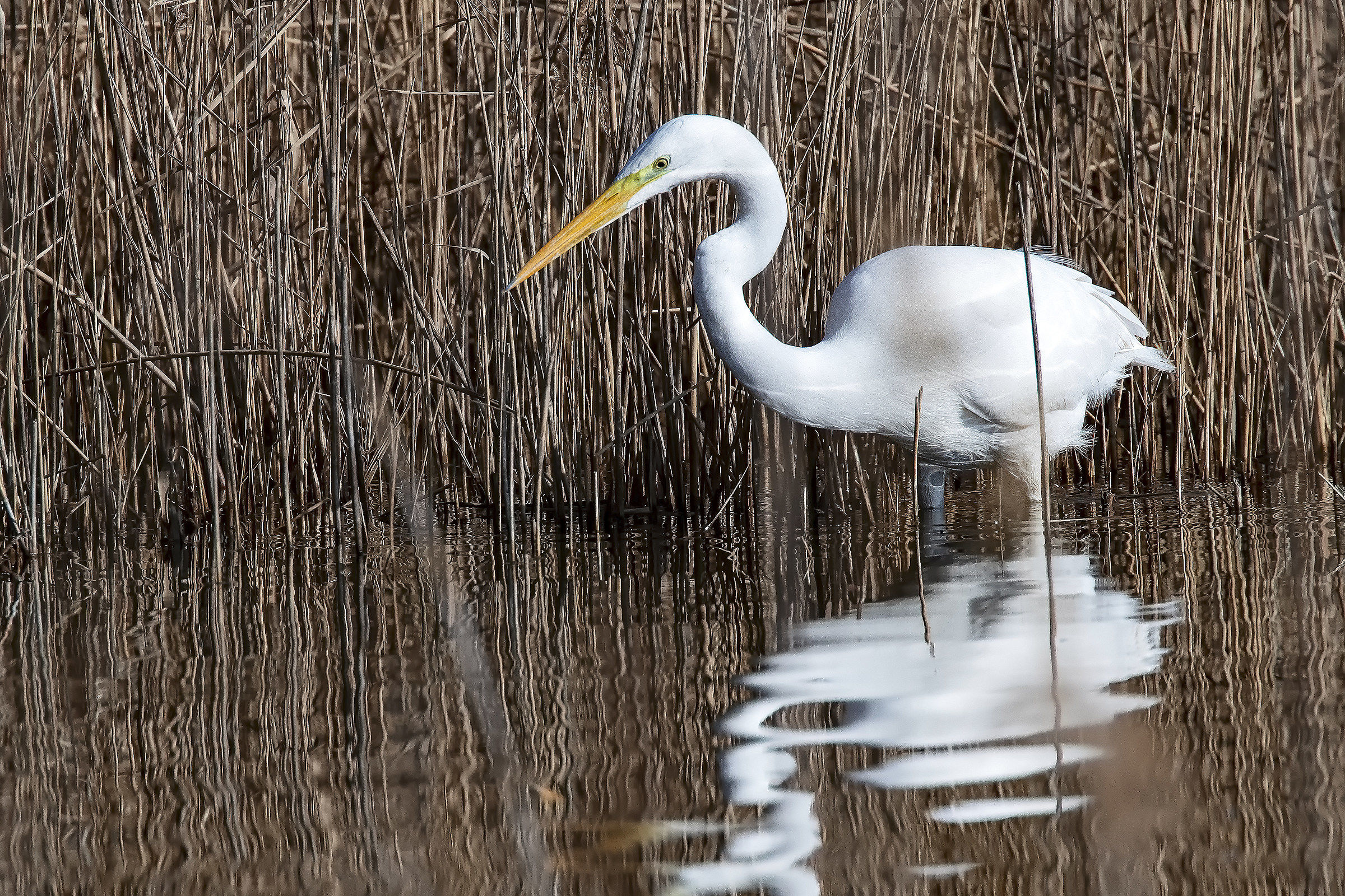 Greater White Heron