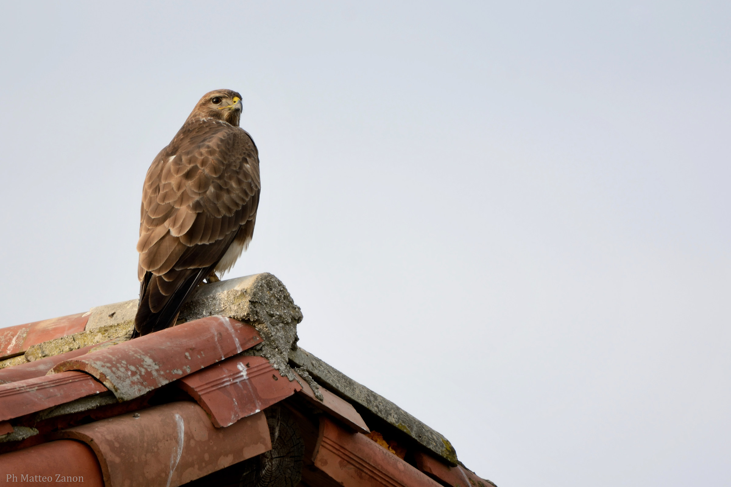 Buzzard on Roofs