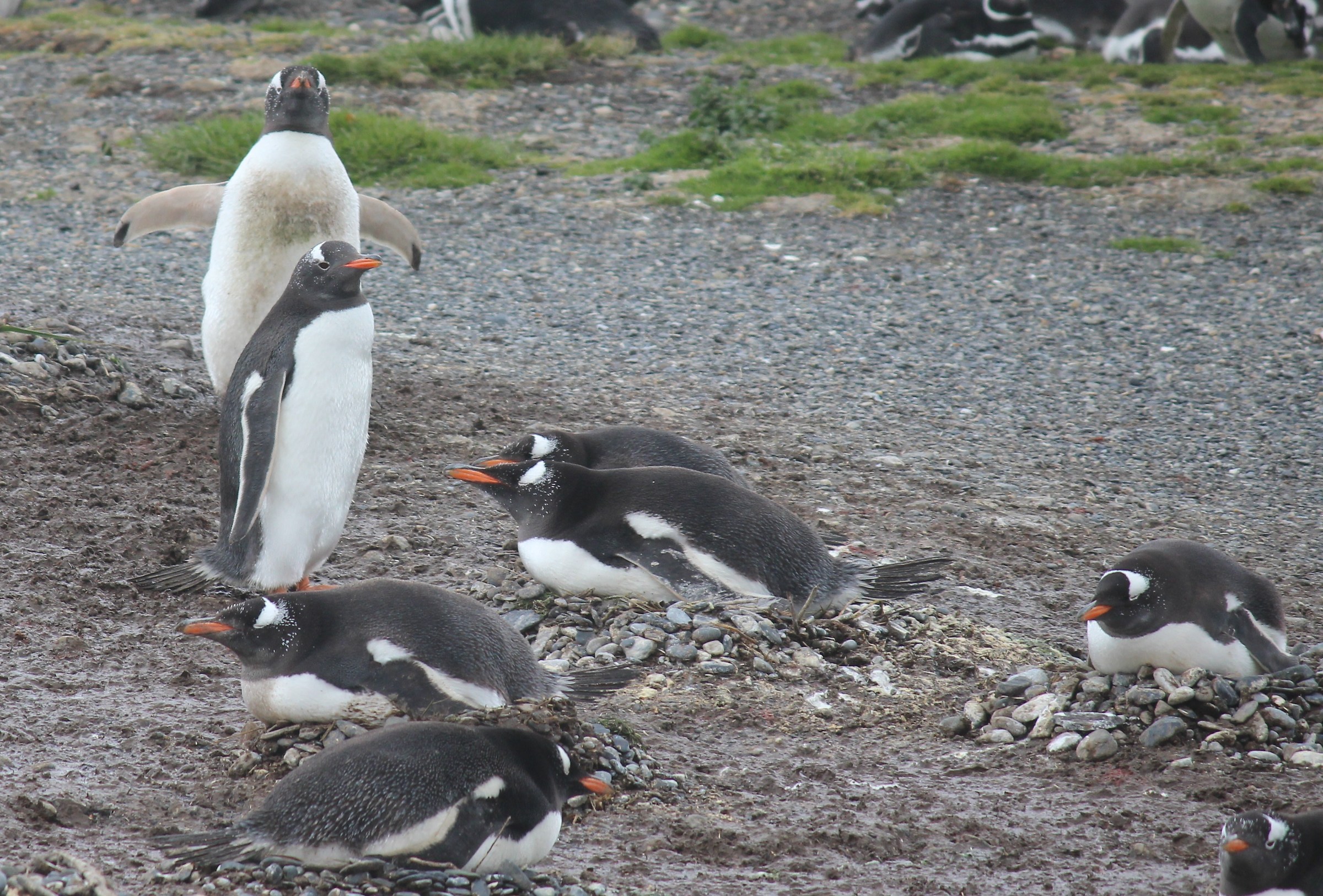 Pinguino Papua-Isla Martillo