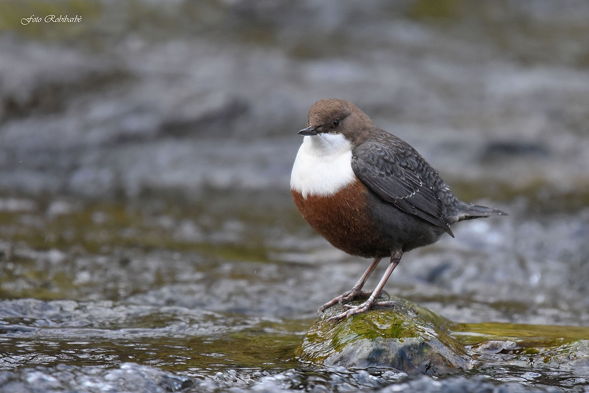 Merlo acquaiolo.....