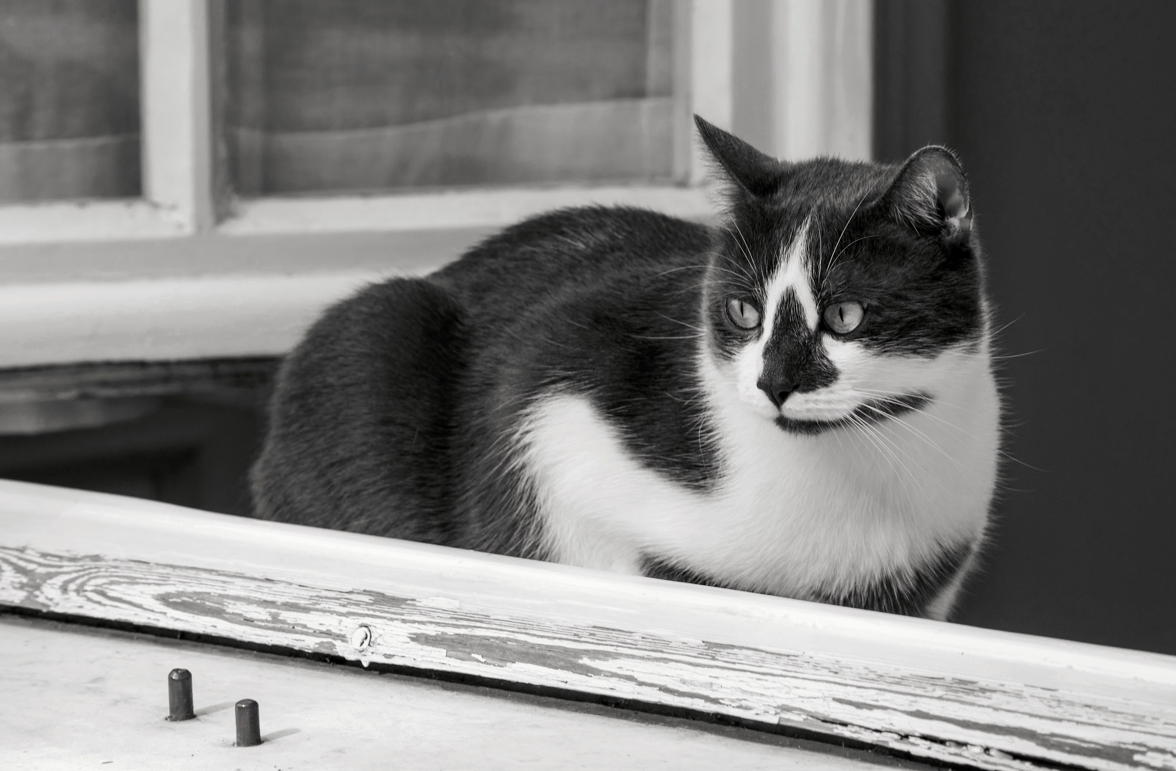 The cat is in the window