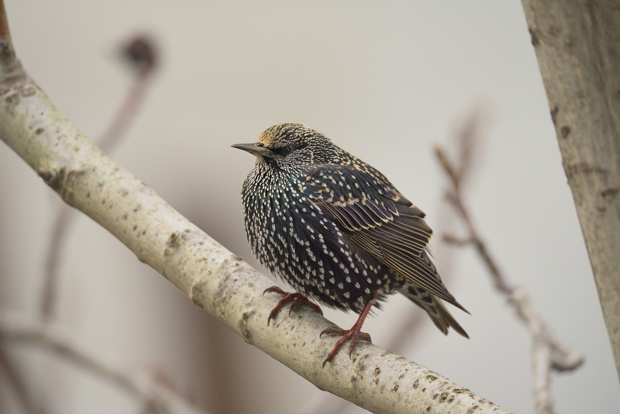 Tra brutti edifici-2