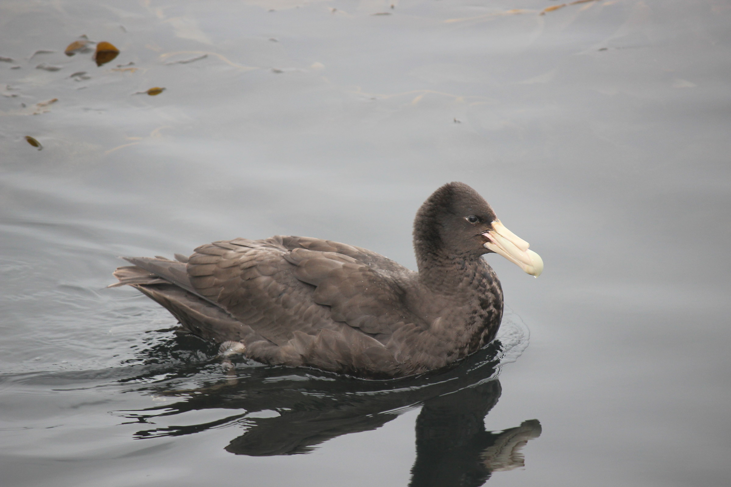 Giant Petrel -Ushuaia