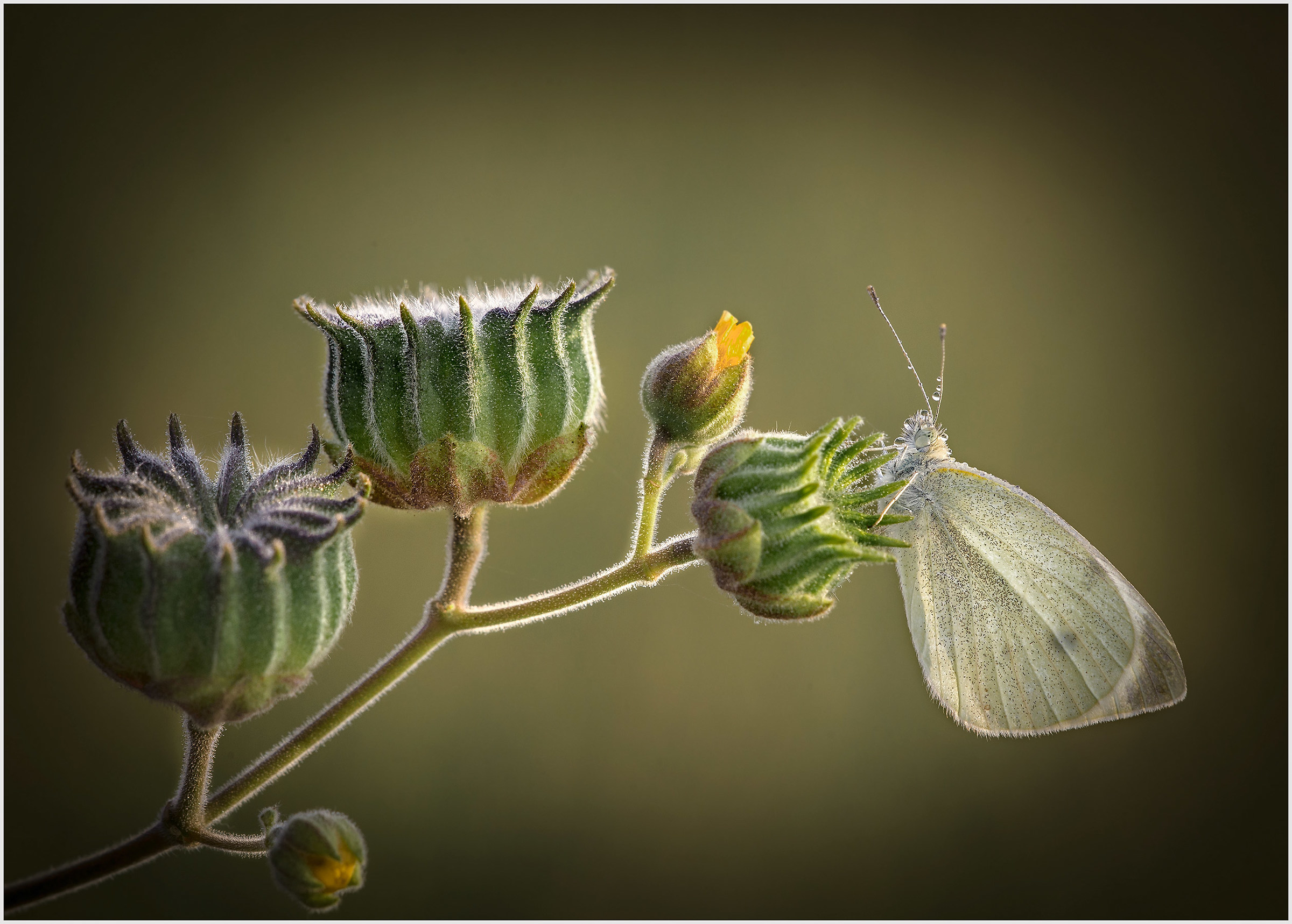 Pieris rapae and Abutilon teophrastii
