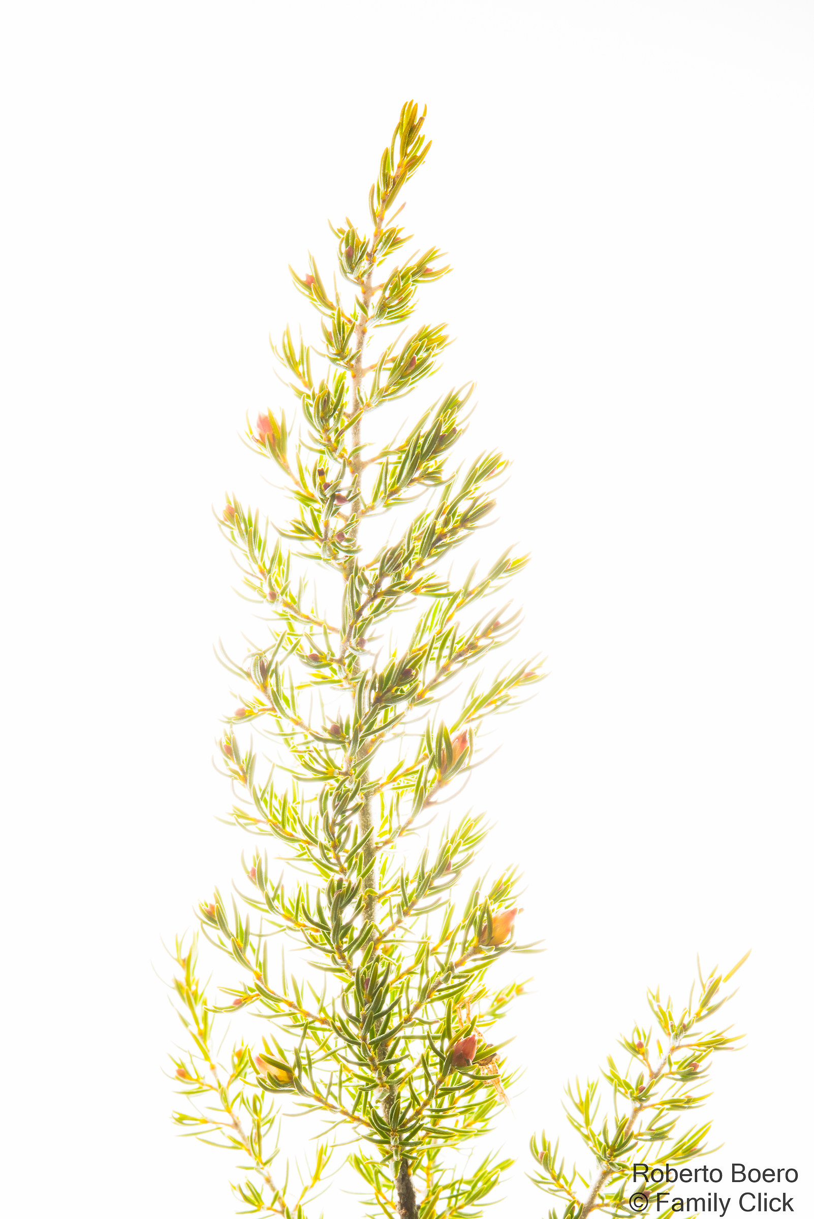 Macchia mediterranea