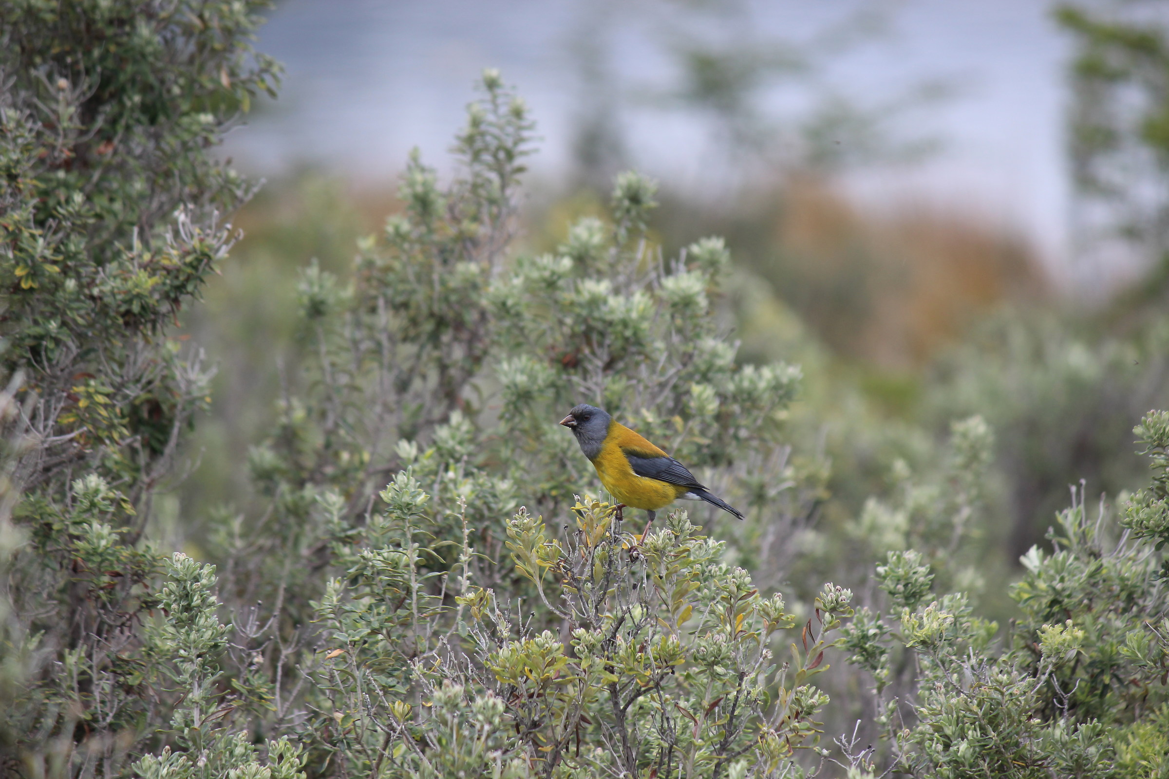patagonian sierra finch