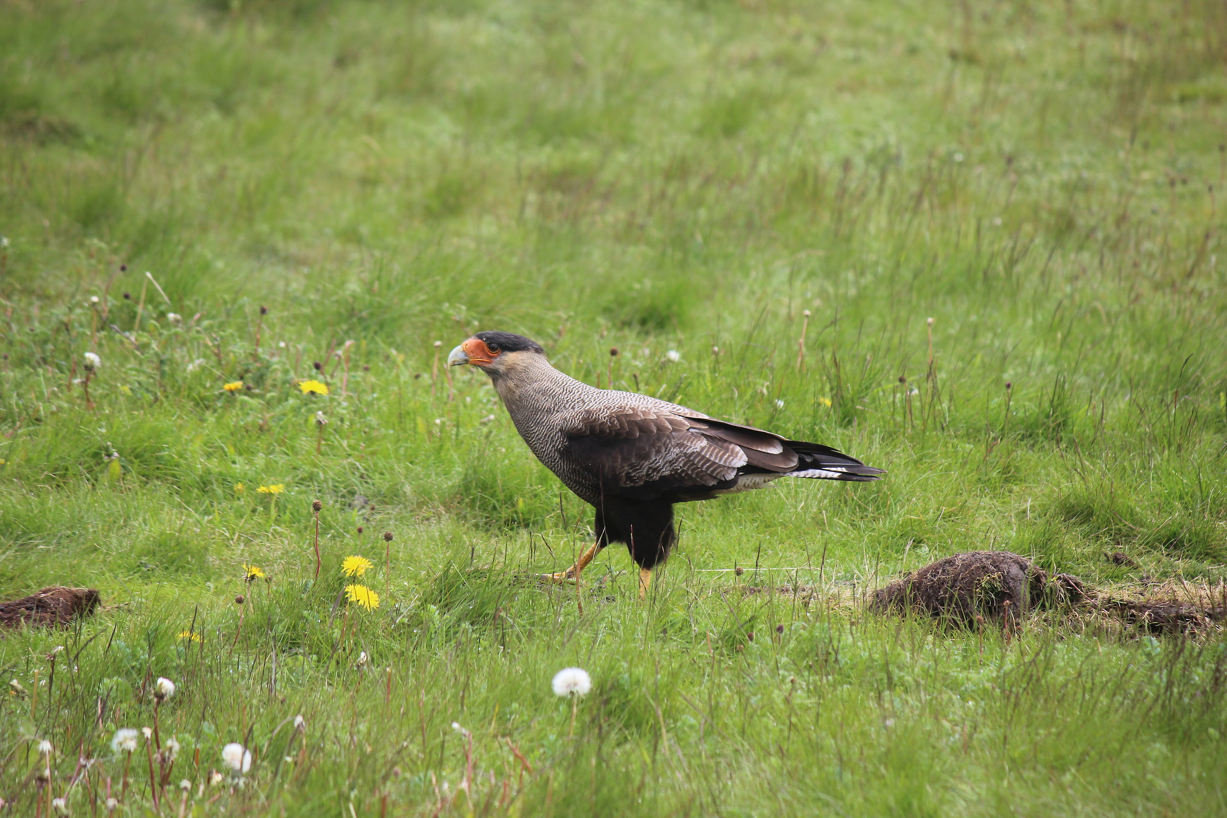 souther crested caracara