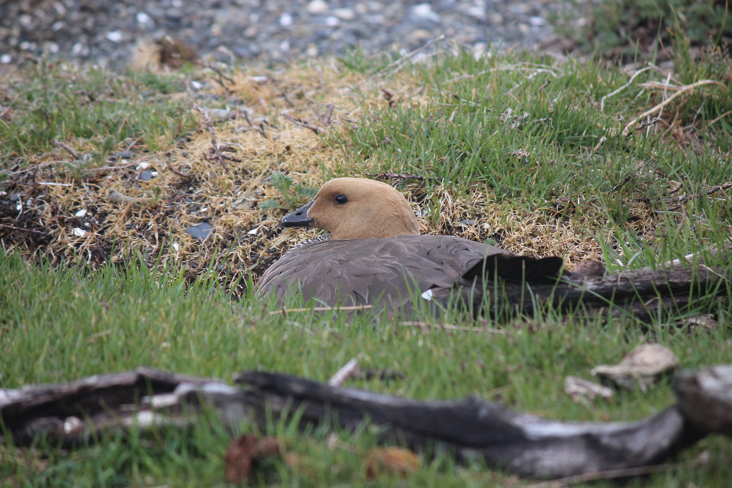mimetismo-oca di Magellano