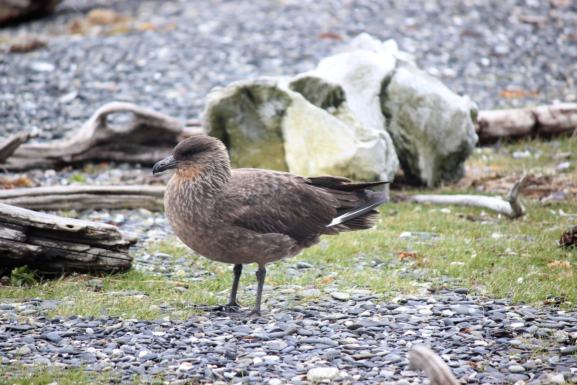 Chilean Skua