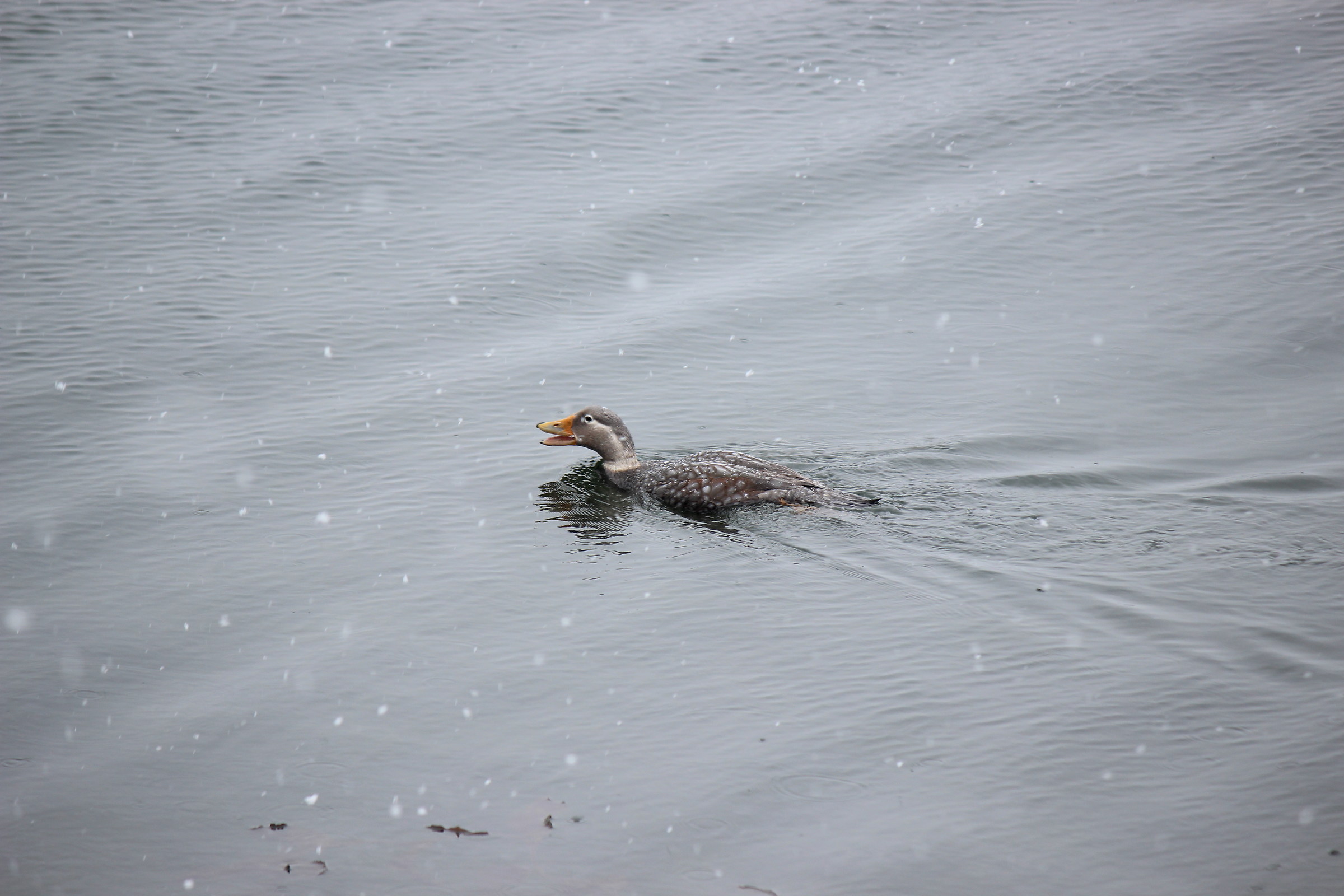 tachyeres patachonicus