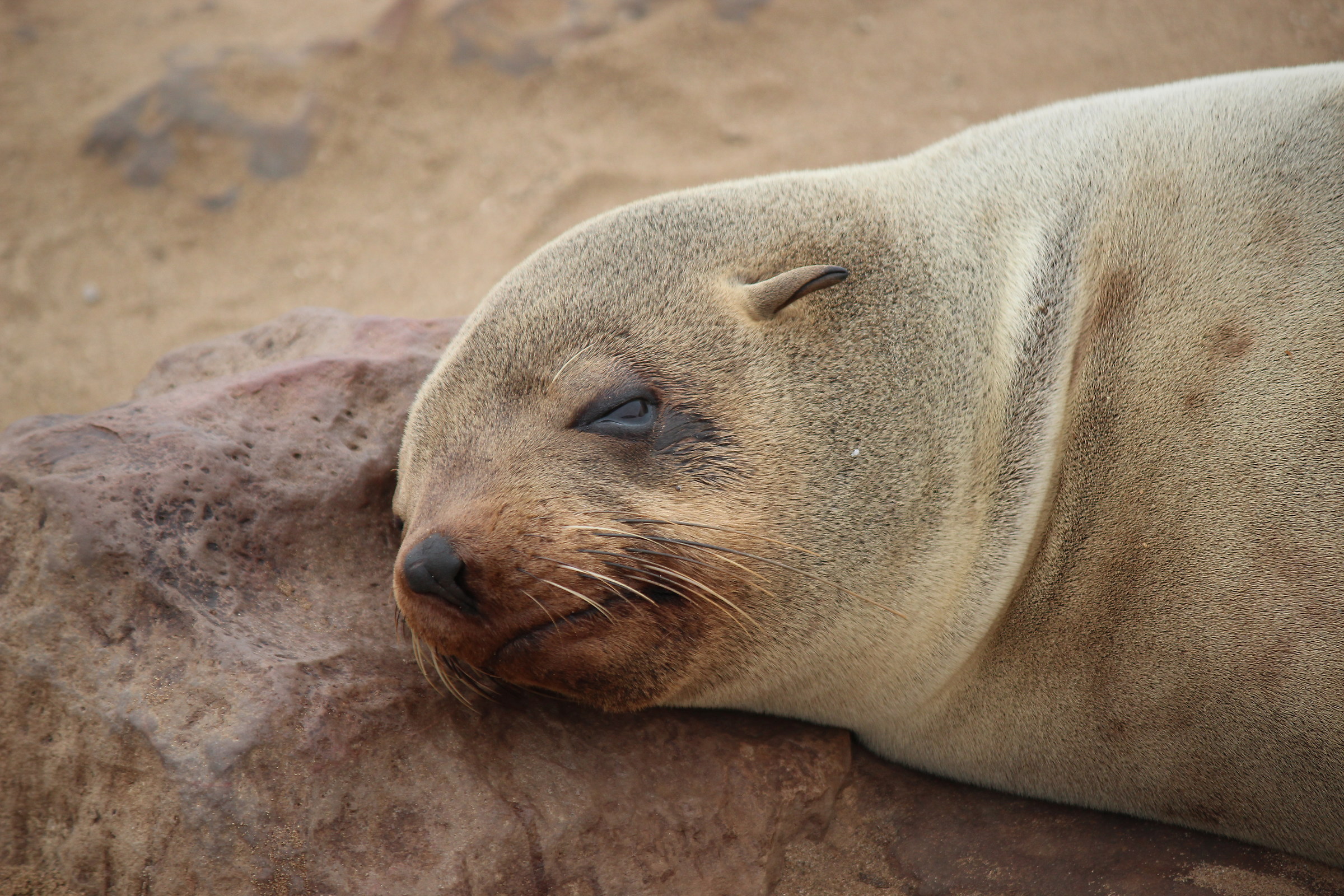 Fur Seal