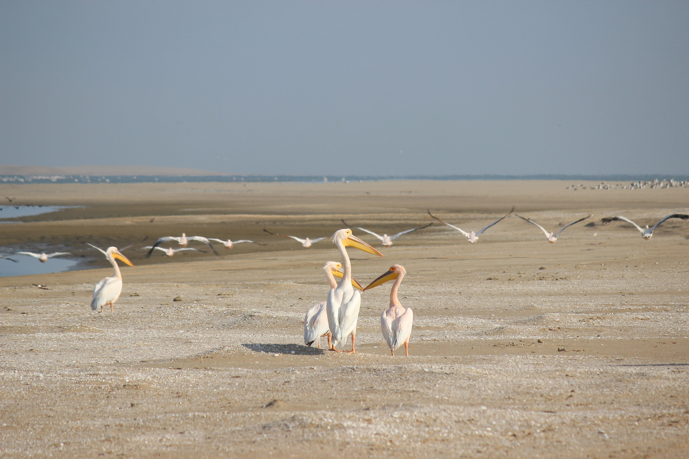 Pelicans at Sandwich Harbor