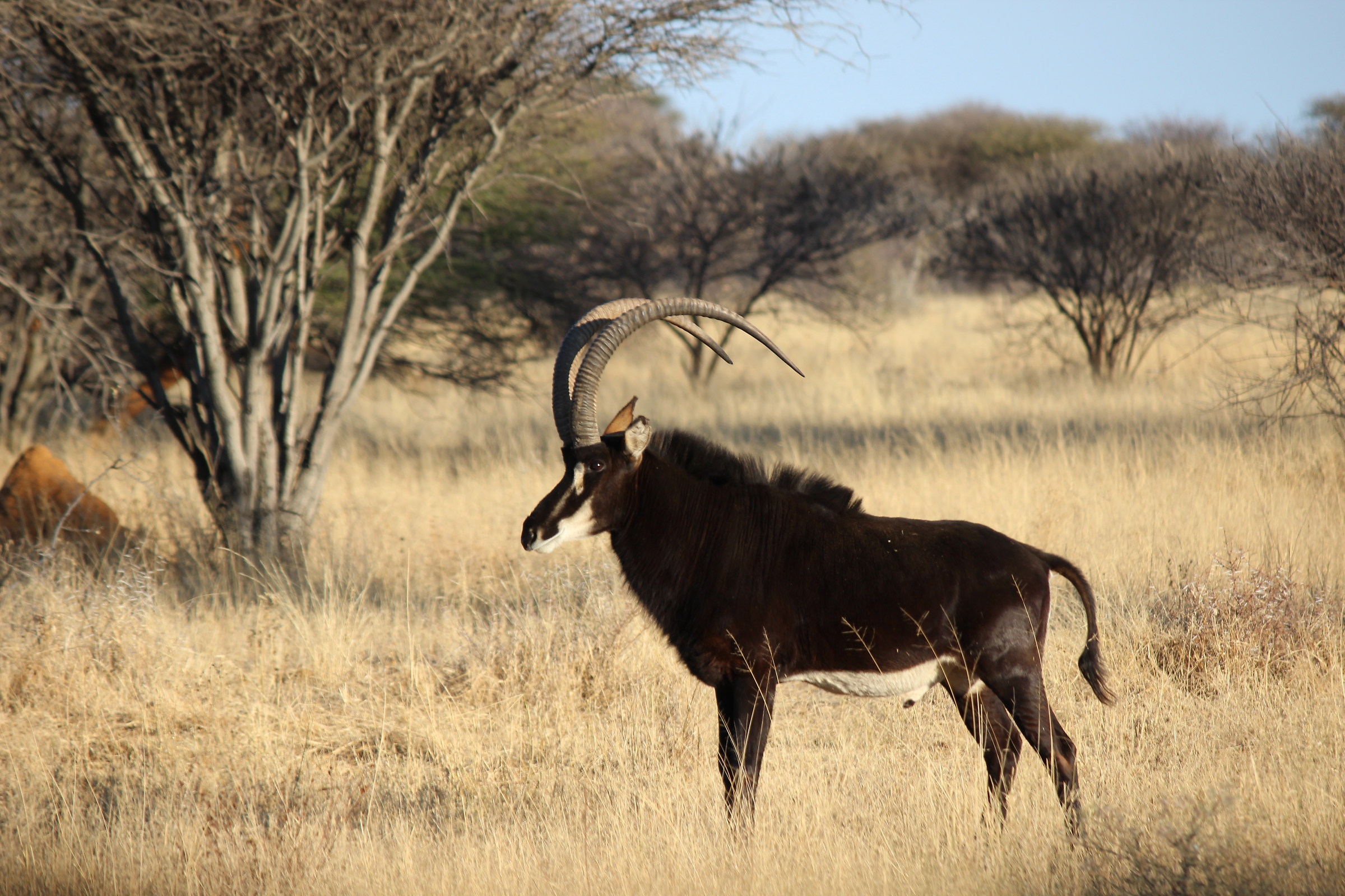 Black Antelope