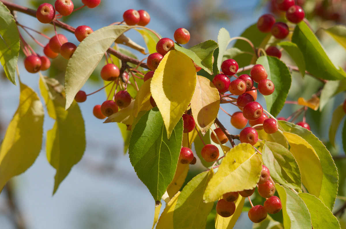 fruit tree in a city park